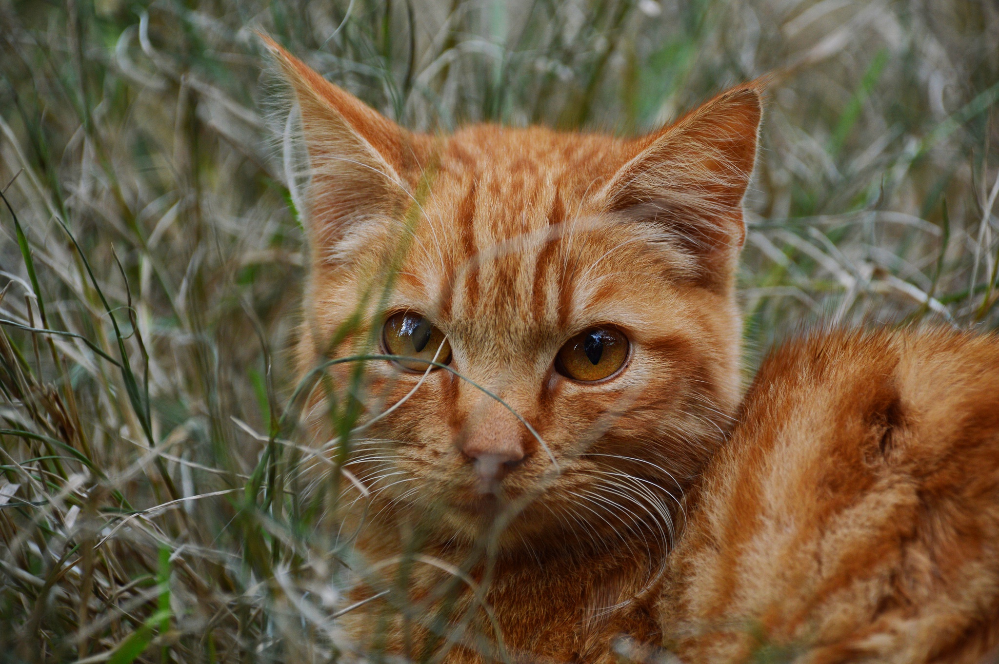 Типы рыжих кошек. Бразильская короткошерстная кошка рыжая цейлонская. Камышовый кот рыжий. Рыжий полосатый кот порода. Макрелевый табби рыжий.