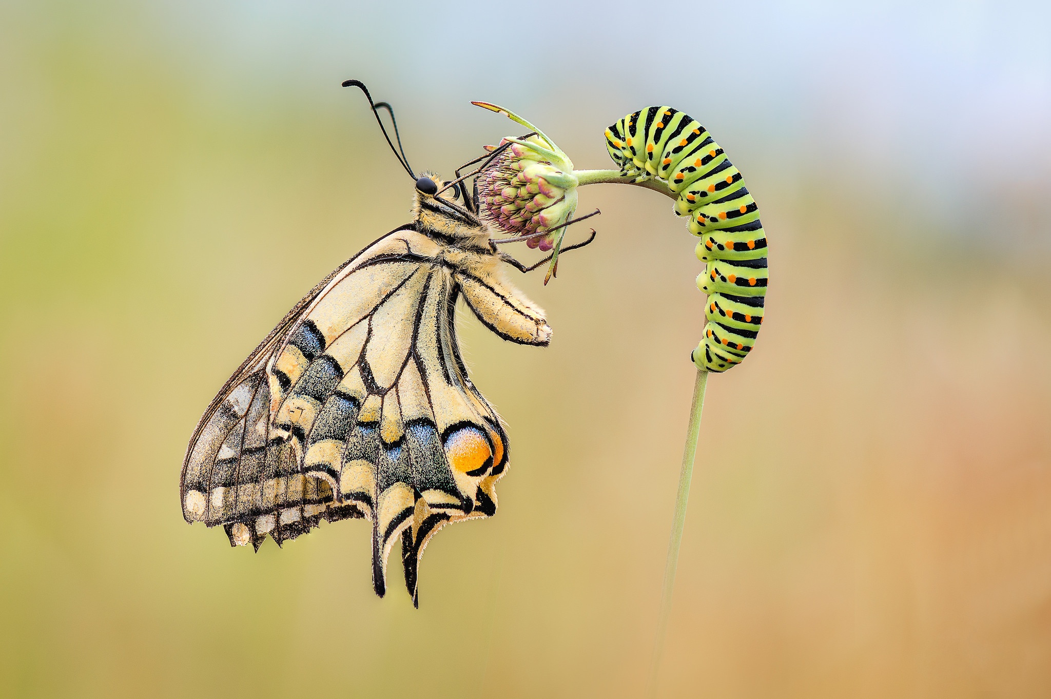 Хотела стать бабочкой. Papilio Machaon гусеница и бабочка. Махаон Бражник бабочка. Гусеница Махаона куколка. Гусеница Катерпиллер бабочка.