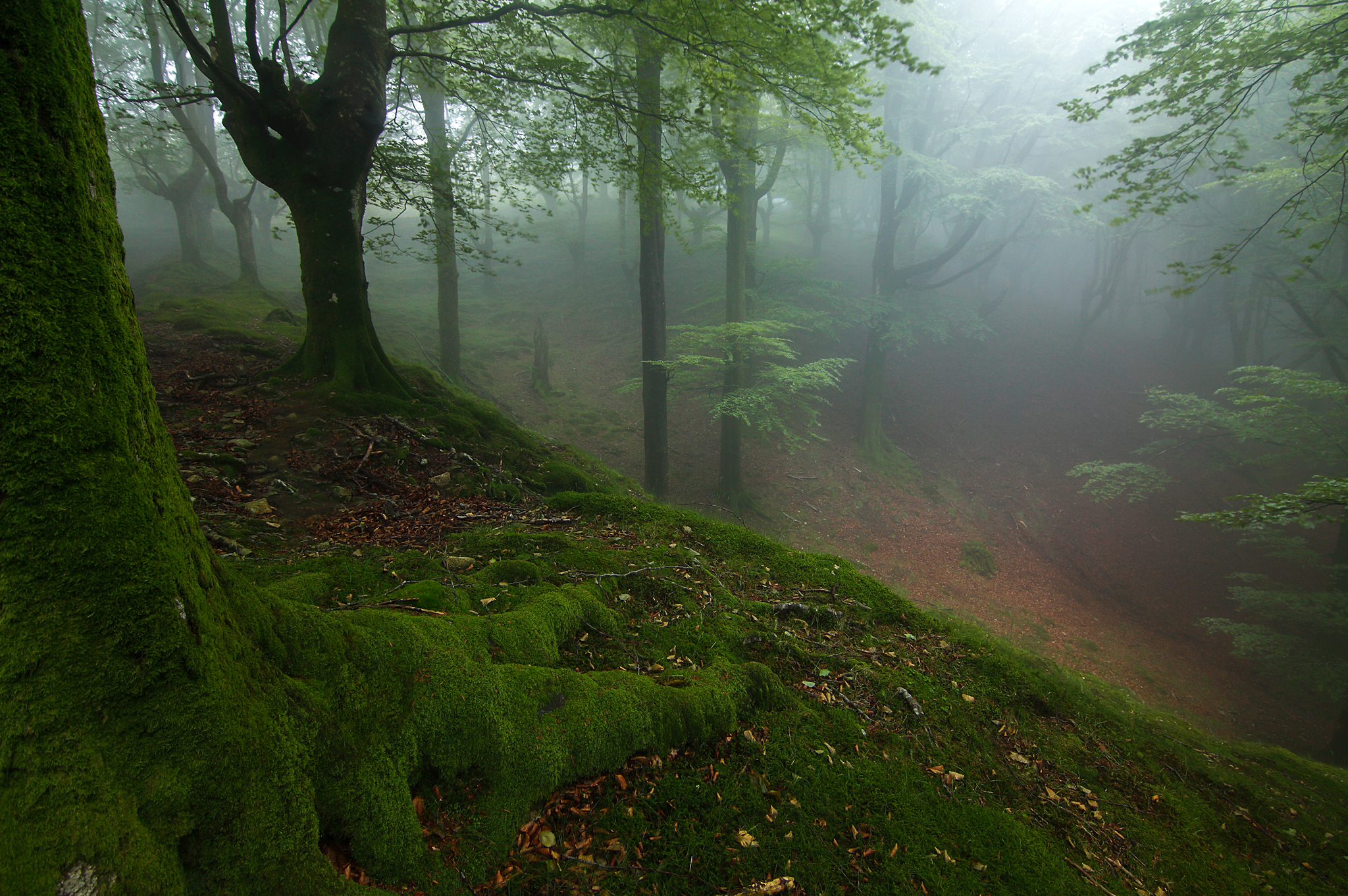 Forest rise. Мистический мховый лес Малайзия. Мох в лесу. Лес в тумане. Красивые леса.