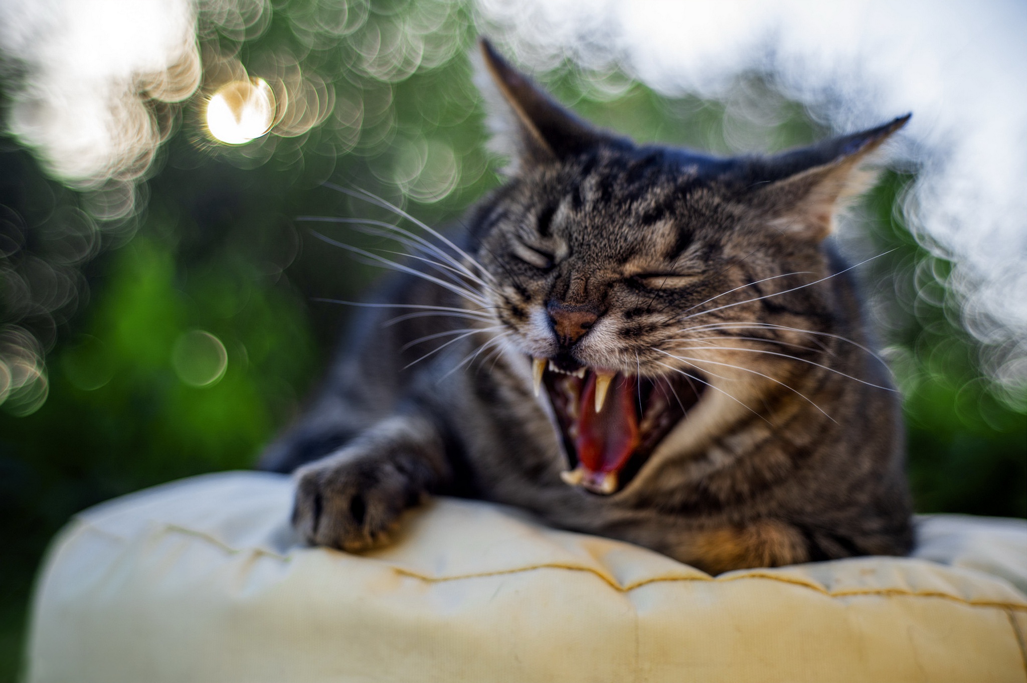 Мяуканье котят слушать в хорошем. Кот зевает. Полосатый кот зевает. Полосатый серый кот зевает. Котик мяукает.