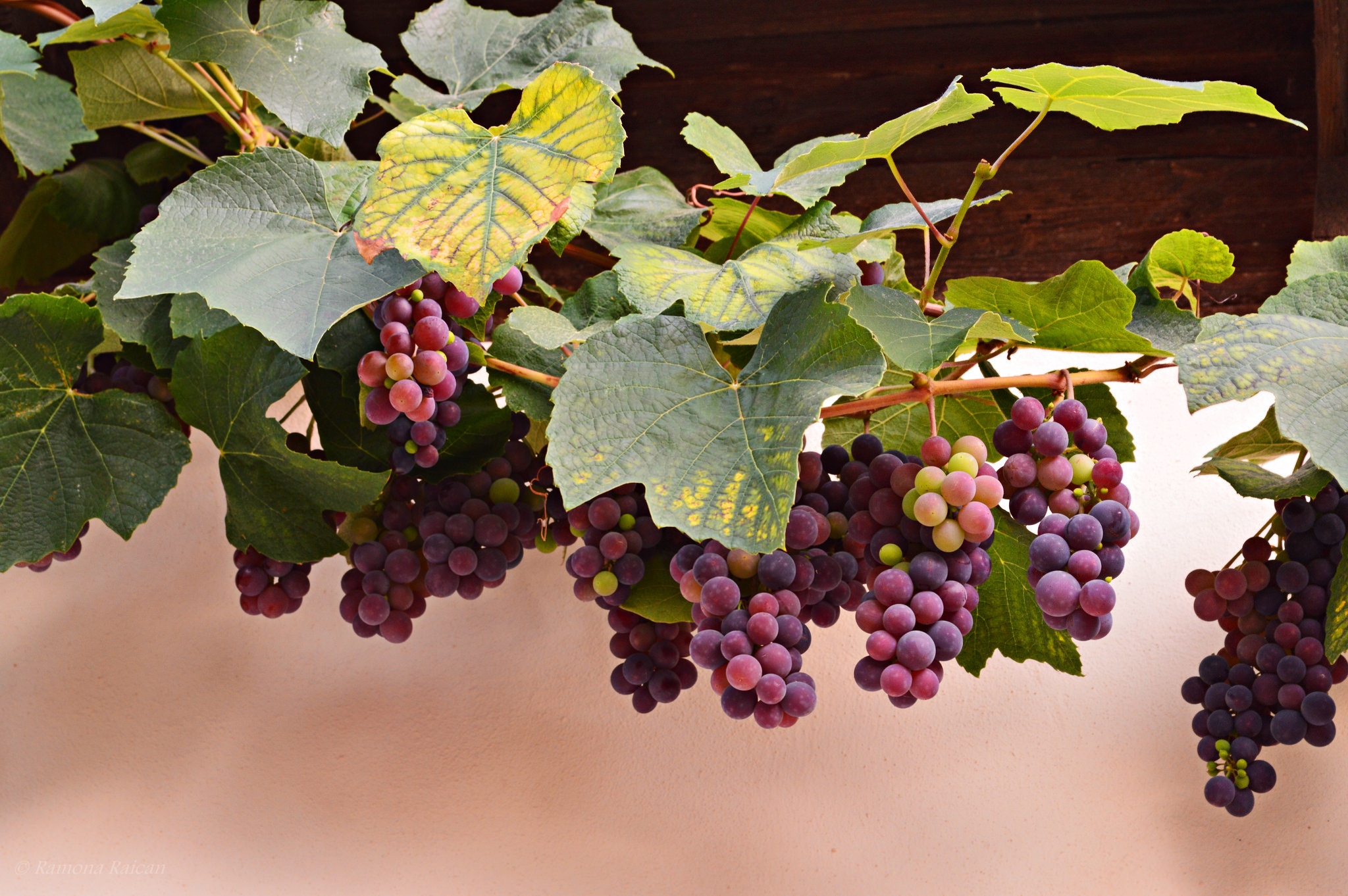 Песня ветки винограда. Красный виноградник лоза. Виноградная лоза виноградник. Виноград виноградные листья гроздья. Виноградная лоза с гроздьями.