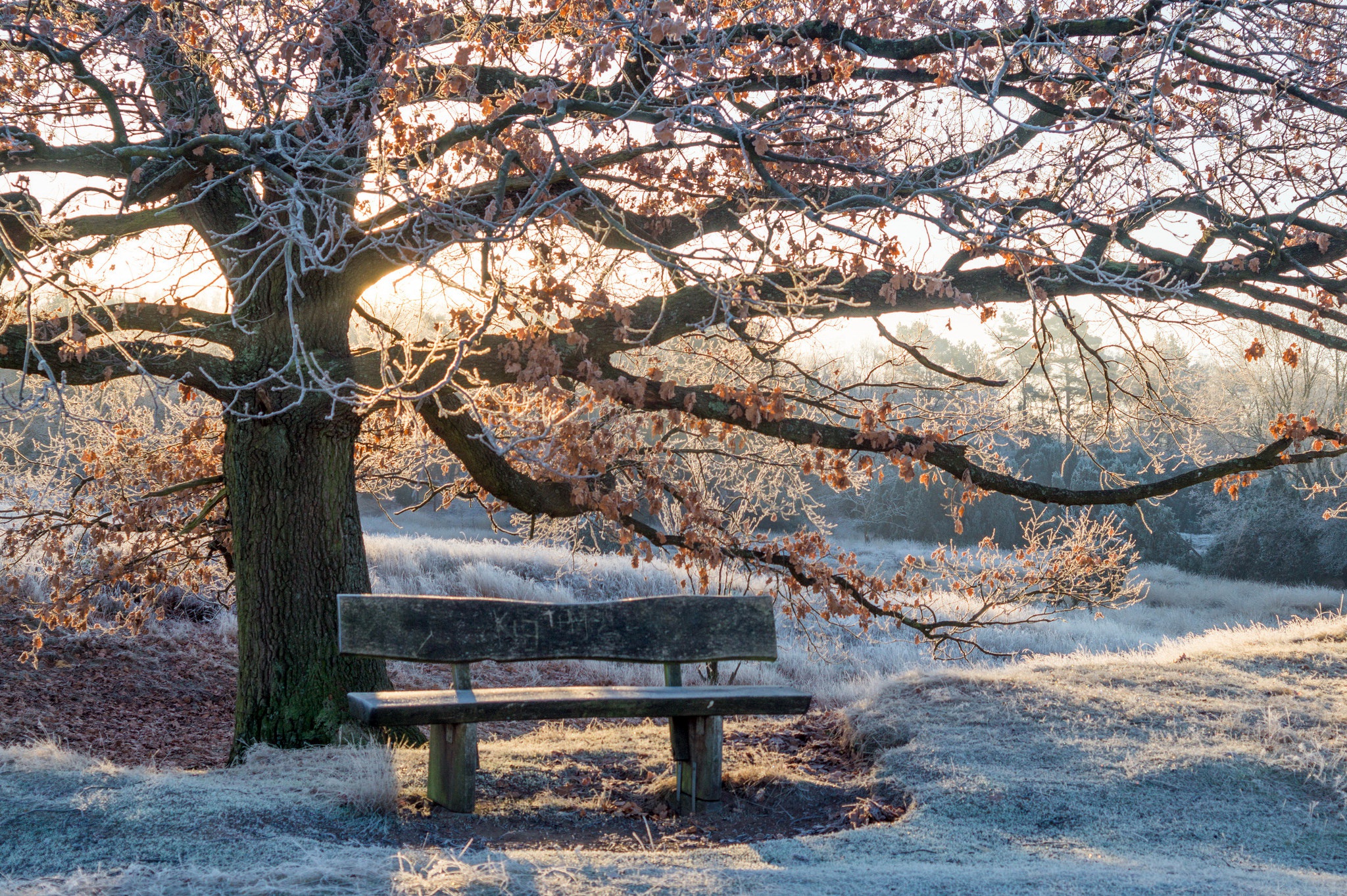 скамейка в зимнем парке