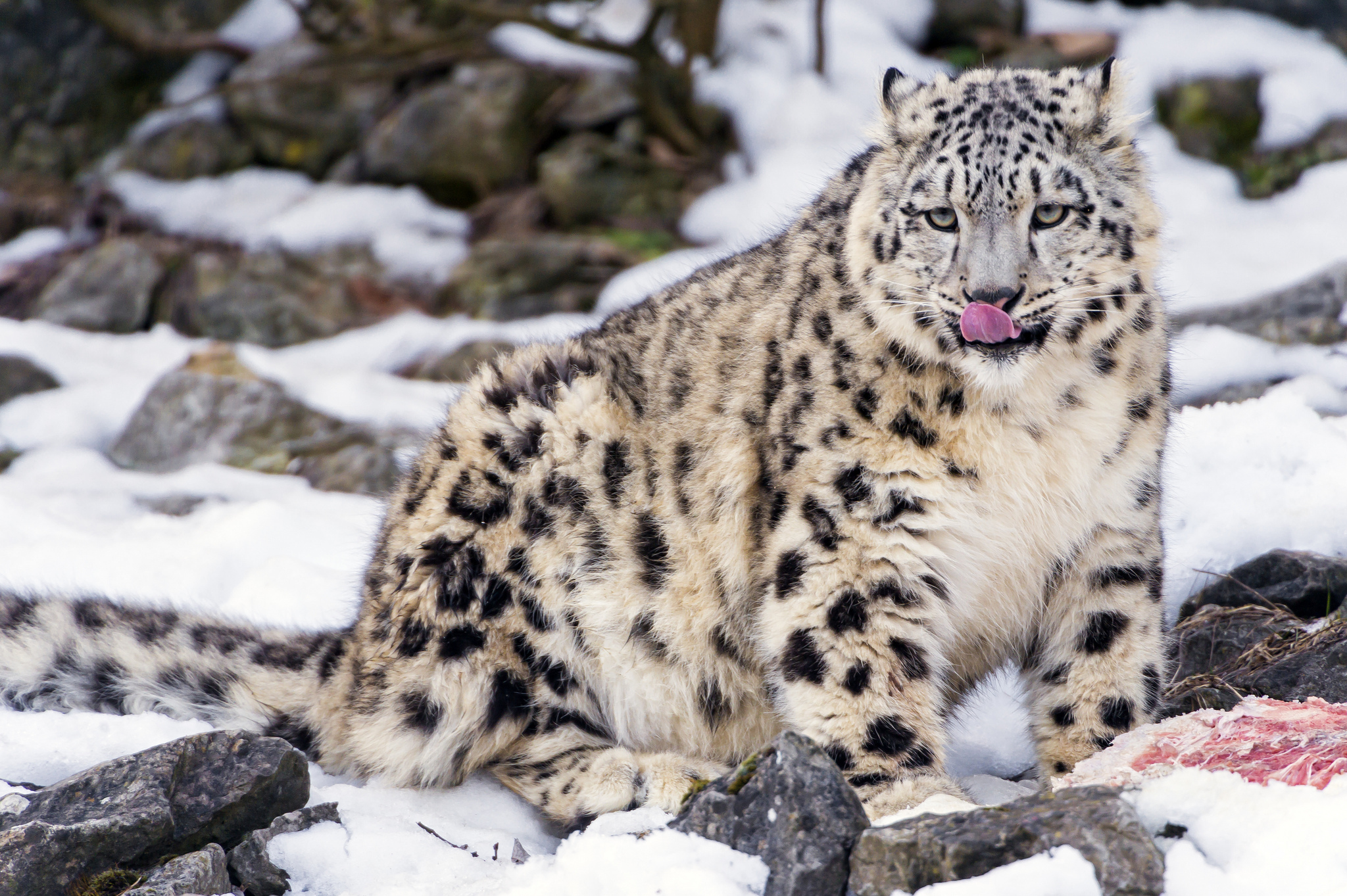 Барс котлас. Снежный Барс (Ирбис, снежный леопард). Ирбис (снежный Барс) uncia uncia. Барс Ирбис леопард. Памирская Ирбис.