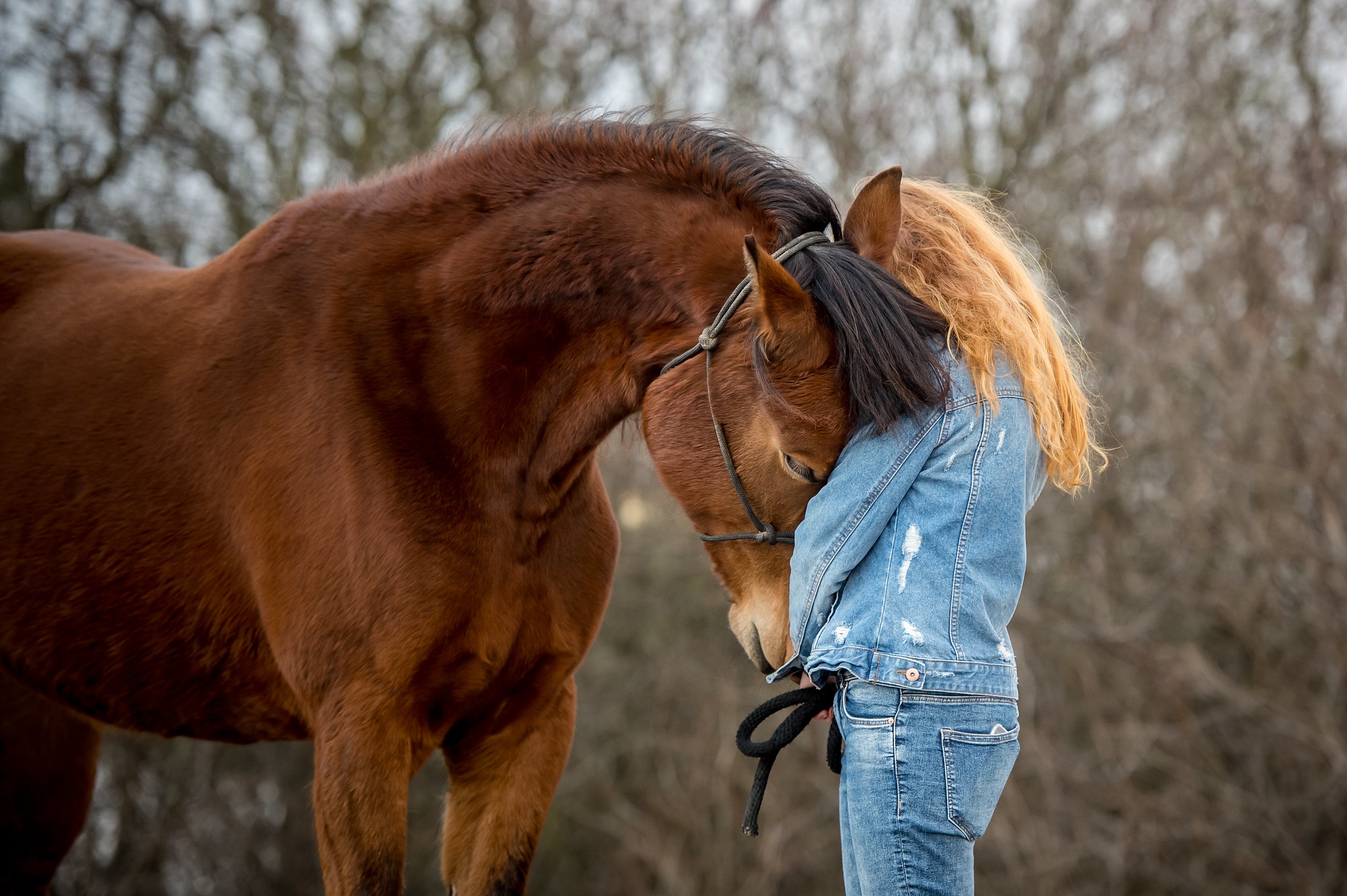 Обои лошади. Девушка с рыжими волосами на лошади. Рыжая девочка и лошадь обои. Позы лошади и человека для обработки. Добра коня