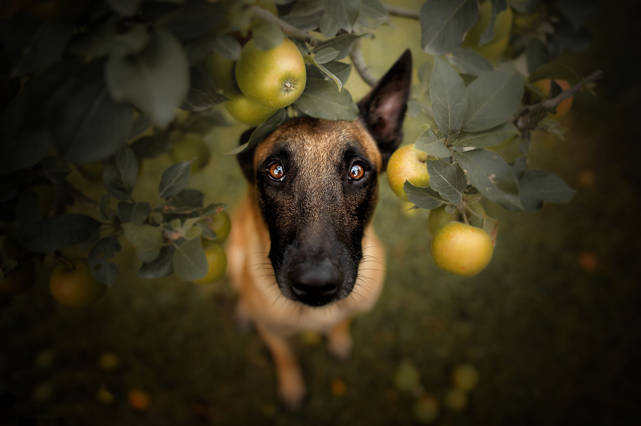 Apple dogs. Собака с яблоком. Собака ест яблоко. Собака выглядывает из за стола. Малинуа обои.