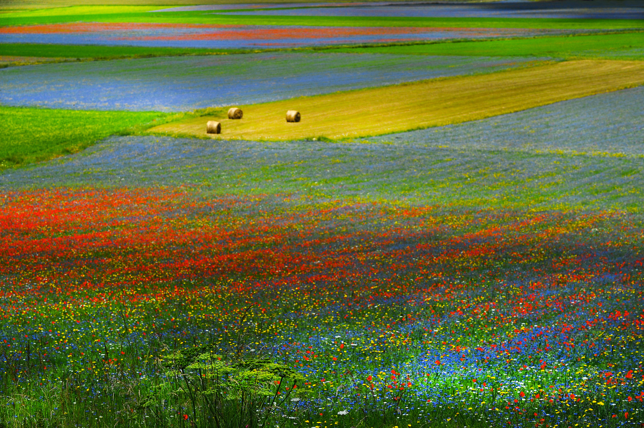 Он приятно для глаз пестреет. Мавританский газон Green Meadow. Поле цветов. Разноцветные поля. Луг.