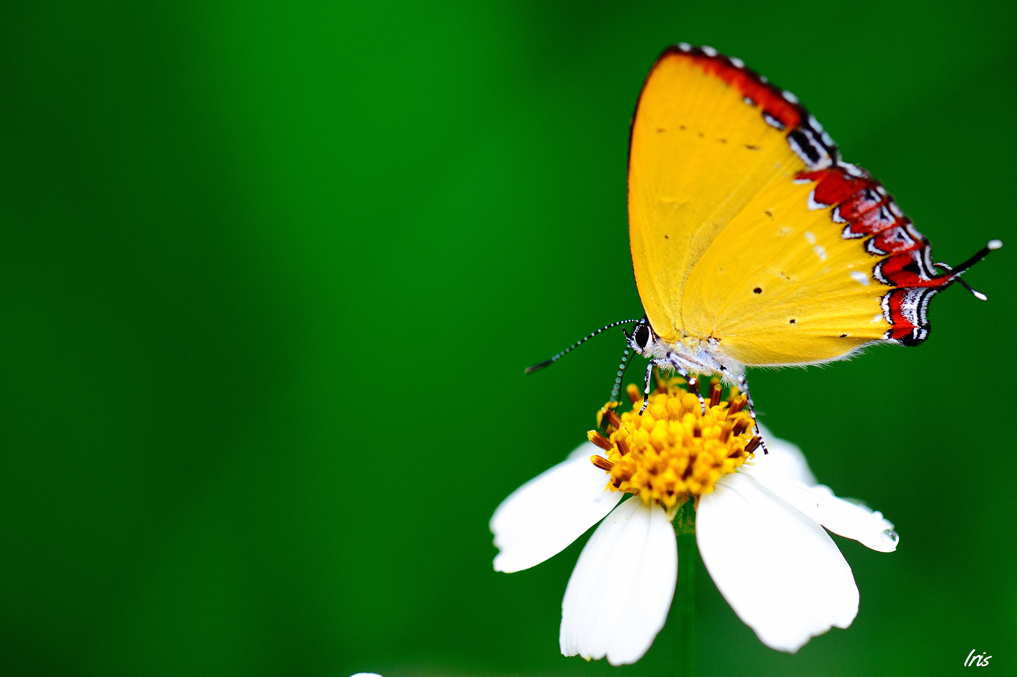 Цветок бабочка зеленый. Бабочка на цветке. Жёлтая бабочка. Картинки на рабочий стол бабочки. Желто зеленая бабочка.