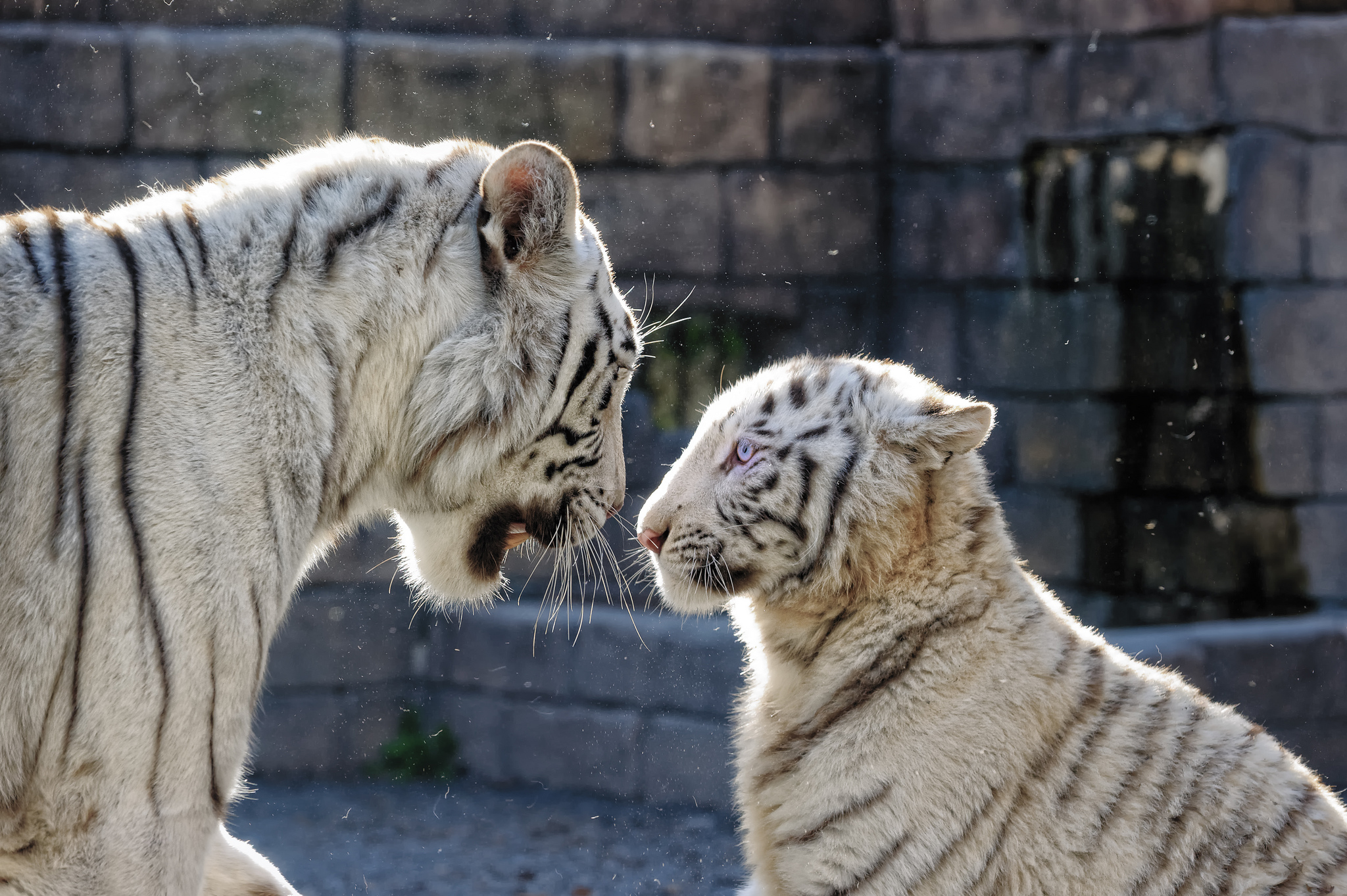 Живут белые тигры