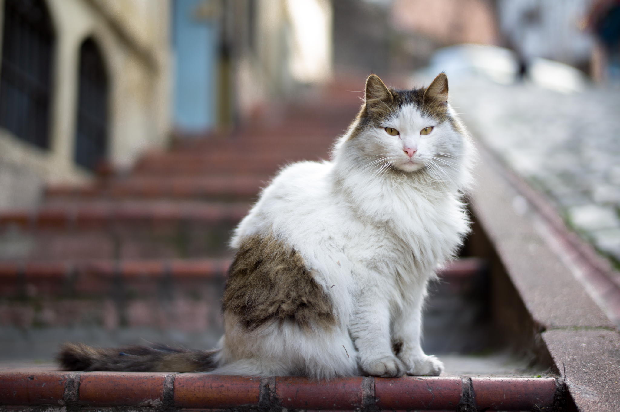 Фото сидящей кошки. Кошка сидит. Уличная кошка. Сидячий кот. Сидячая кошка.