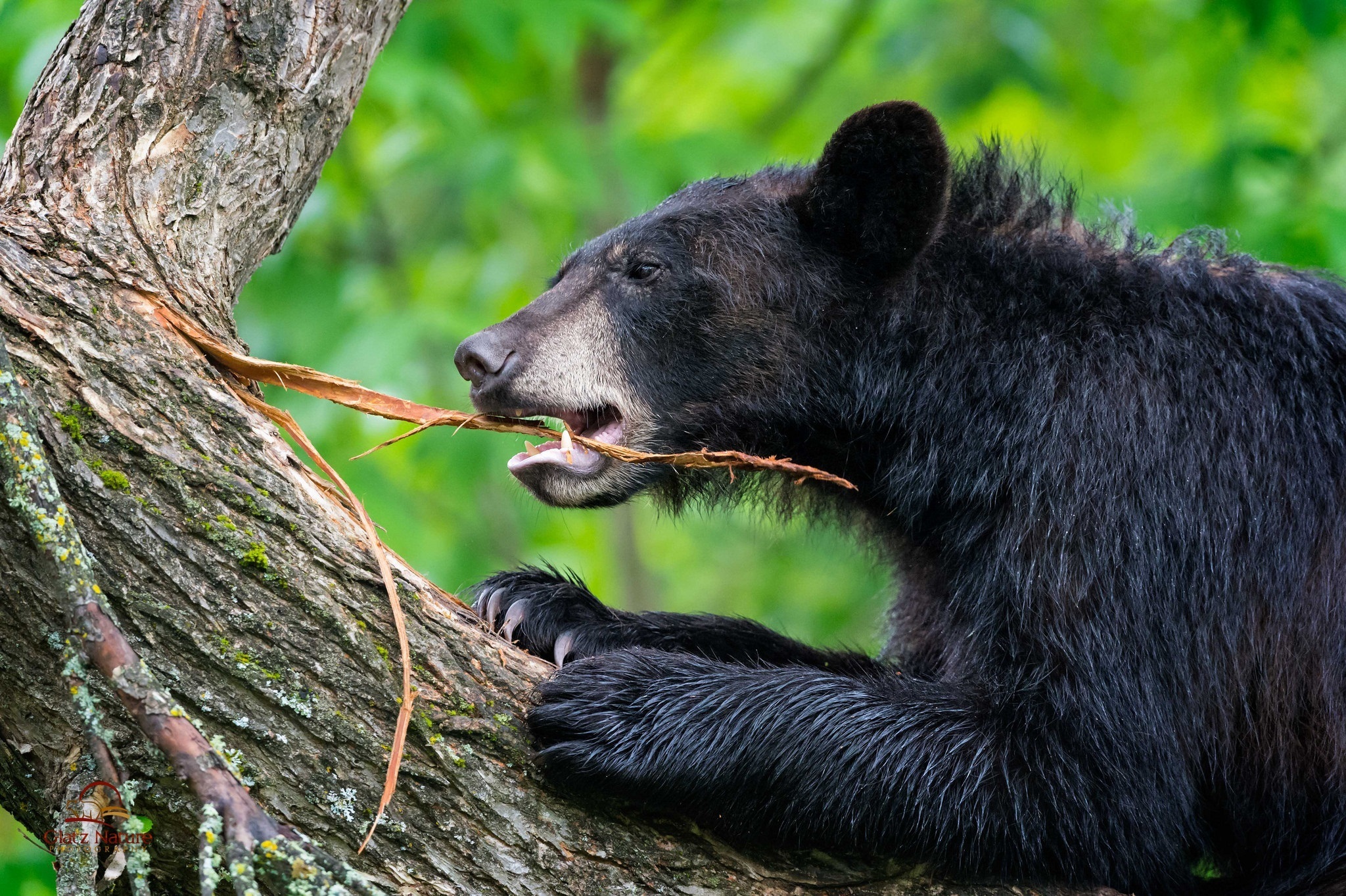 Питание медведя. Что едят медведи. Очковый медведь на дереве. Медведь ест насекомых. Медведь ест коренья.