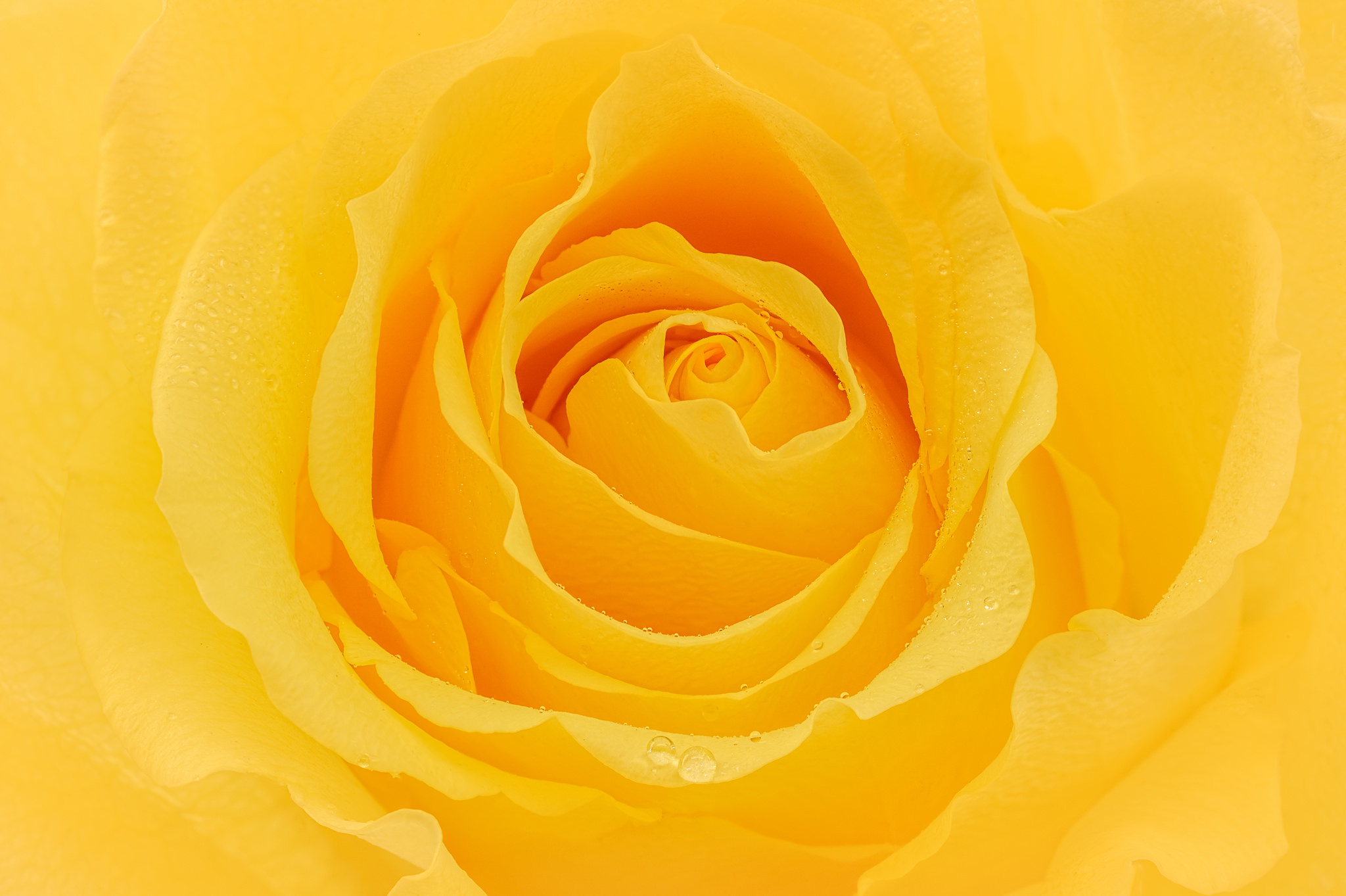Желто розовая картинка. Желтые розы. Красивый желтый цвет. Желтые обои. Красивые желтые розы.