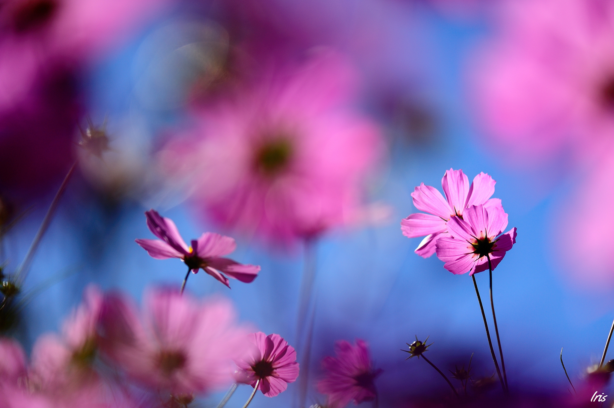 Картинки тема цветы. Космея цветы голубые. Космея розовая. Цветы макро. Цветы Макросъемка.