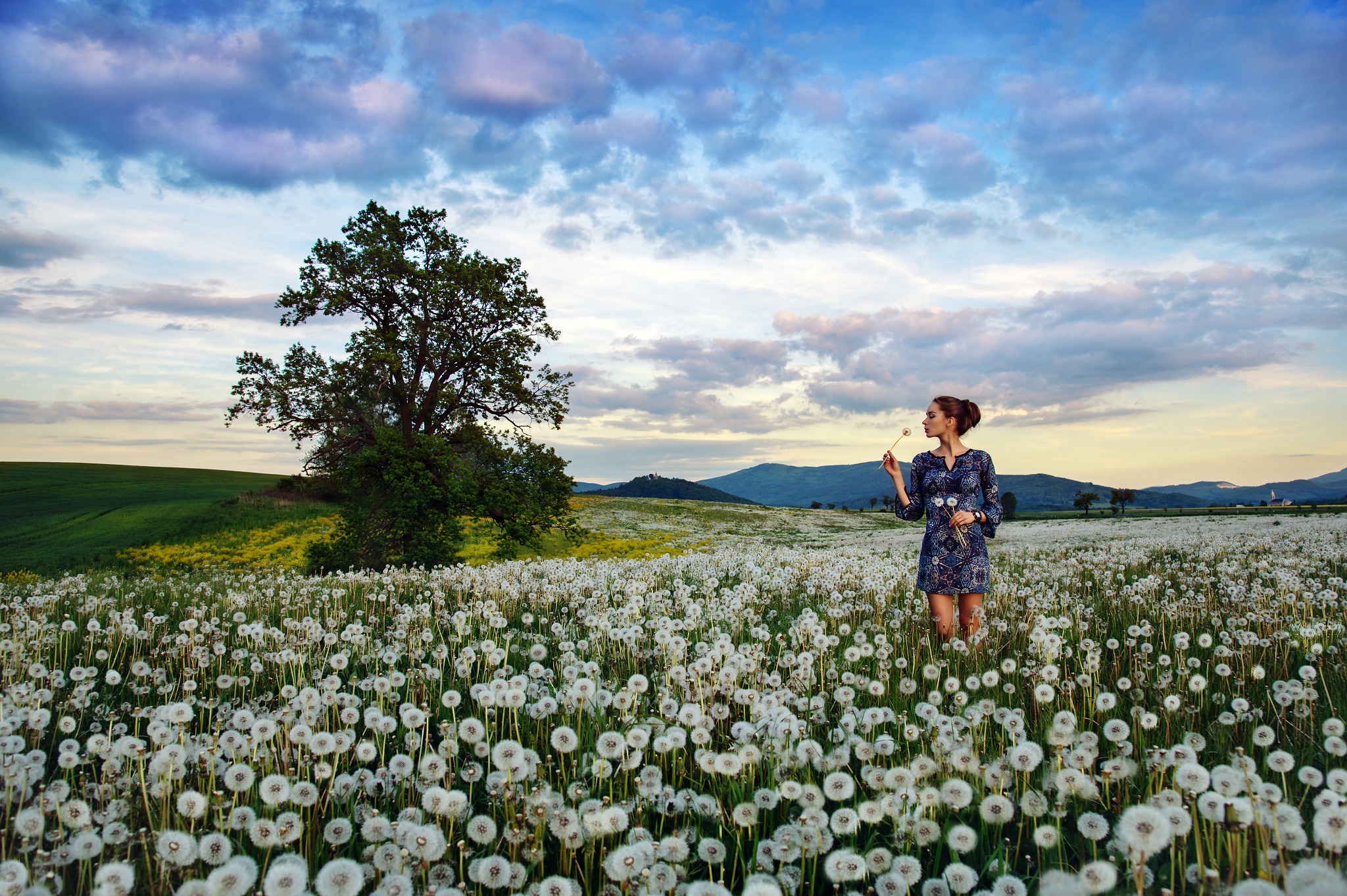 White fields. Цветущее поле. Поле белых одуванчиков. Поле с цветами. Поле с белыми цветами.