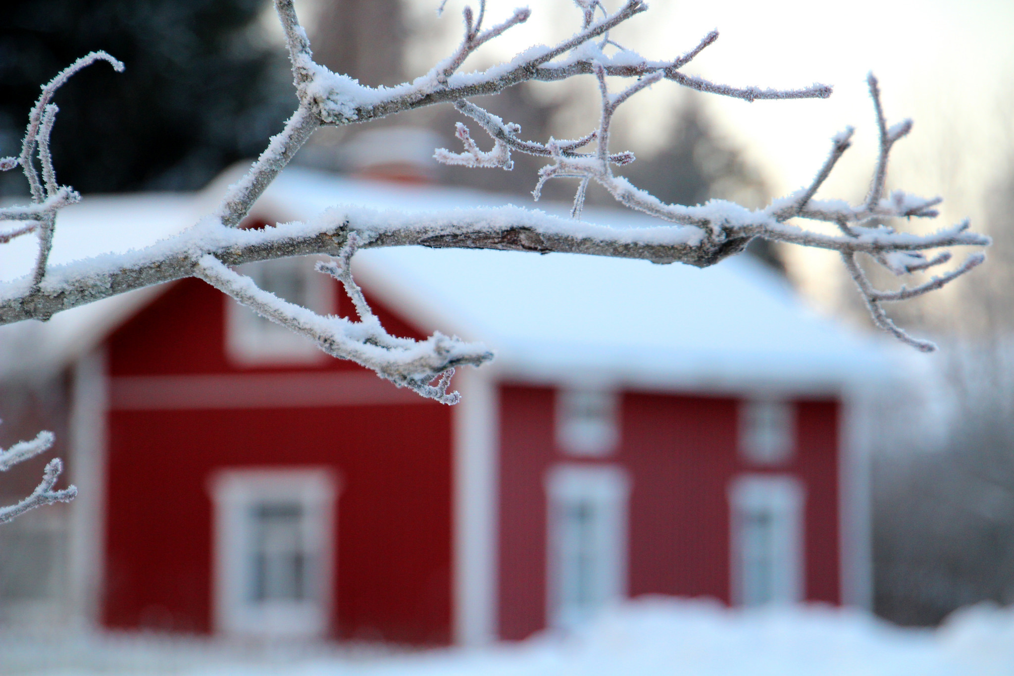 Снегом укрыты дома. Зимнее дерево. Дом в заснеженном лесу. Заснеженная крыша. Дом в снегу.