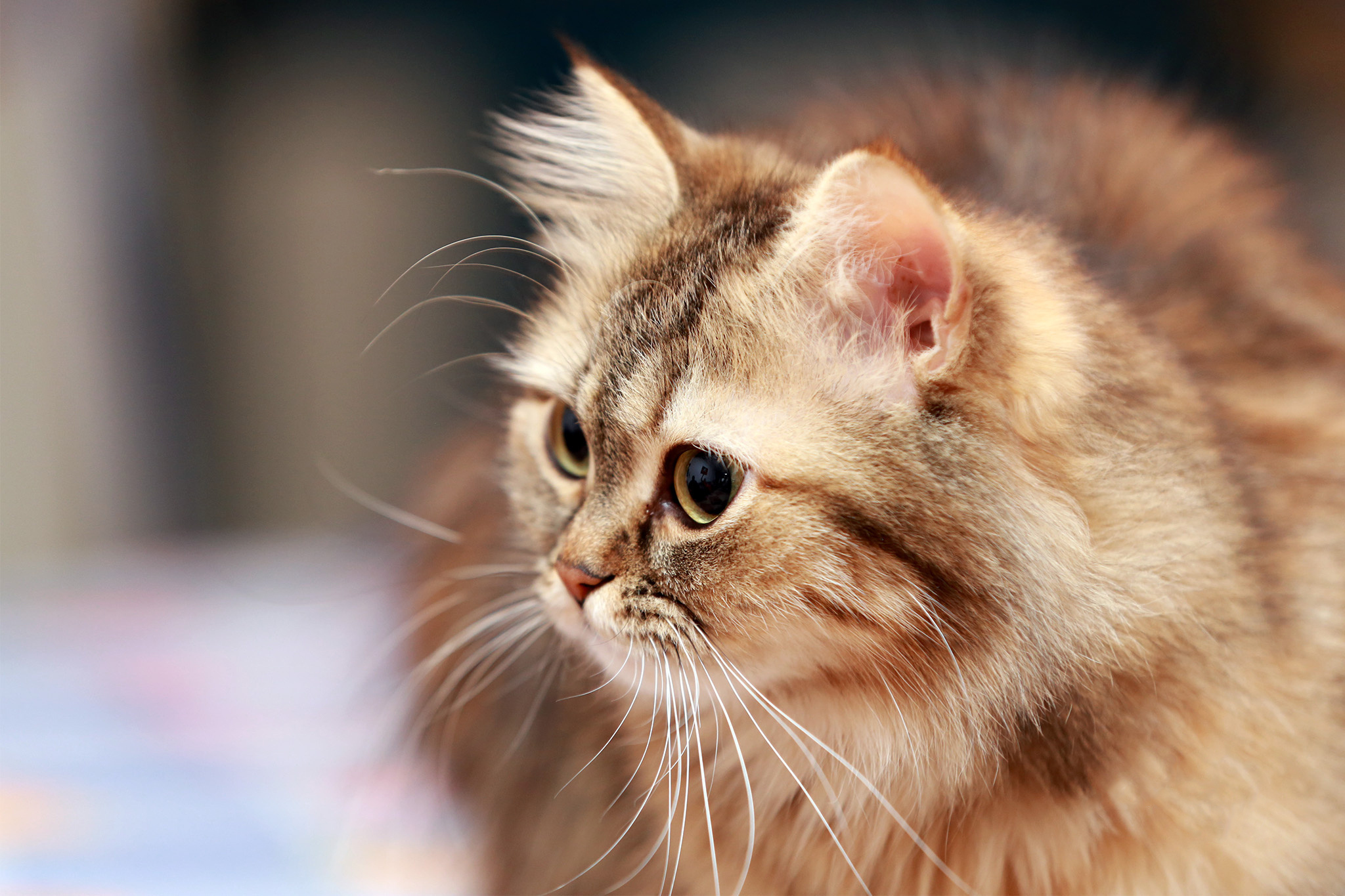 Как называется киса. Сибирская кошка палевая. Сибирский пушистый кот. Рыжий длинношерстный Сибирский кот. Сибирская кошка рыжая длинношерстная.