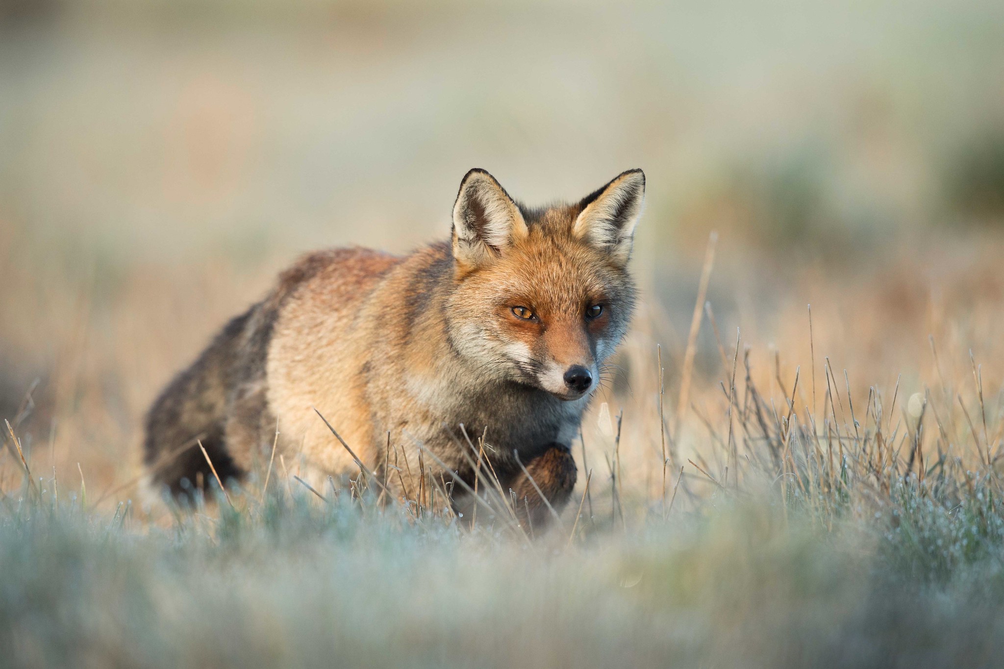 Песня старый лис. Фон Полян звер. Wild Life Fox.