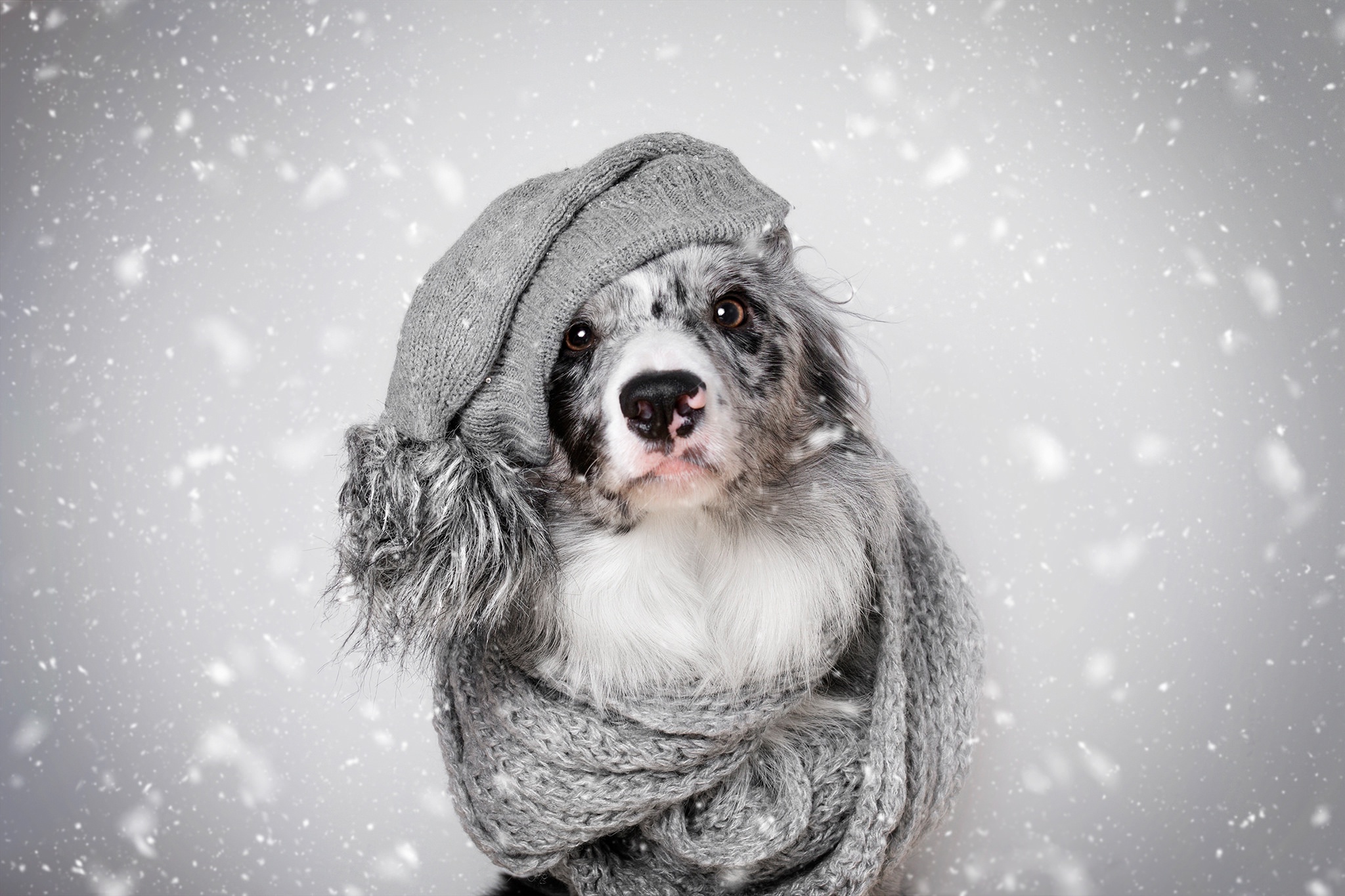Собака зимой