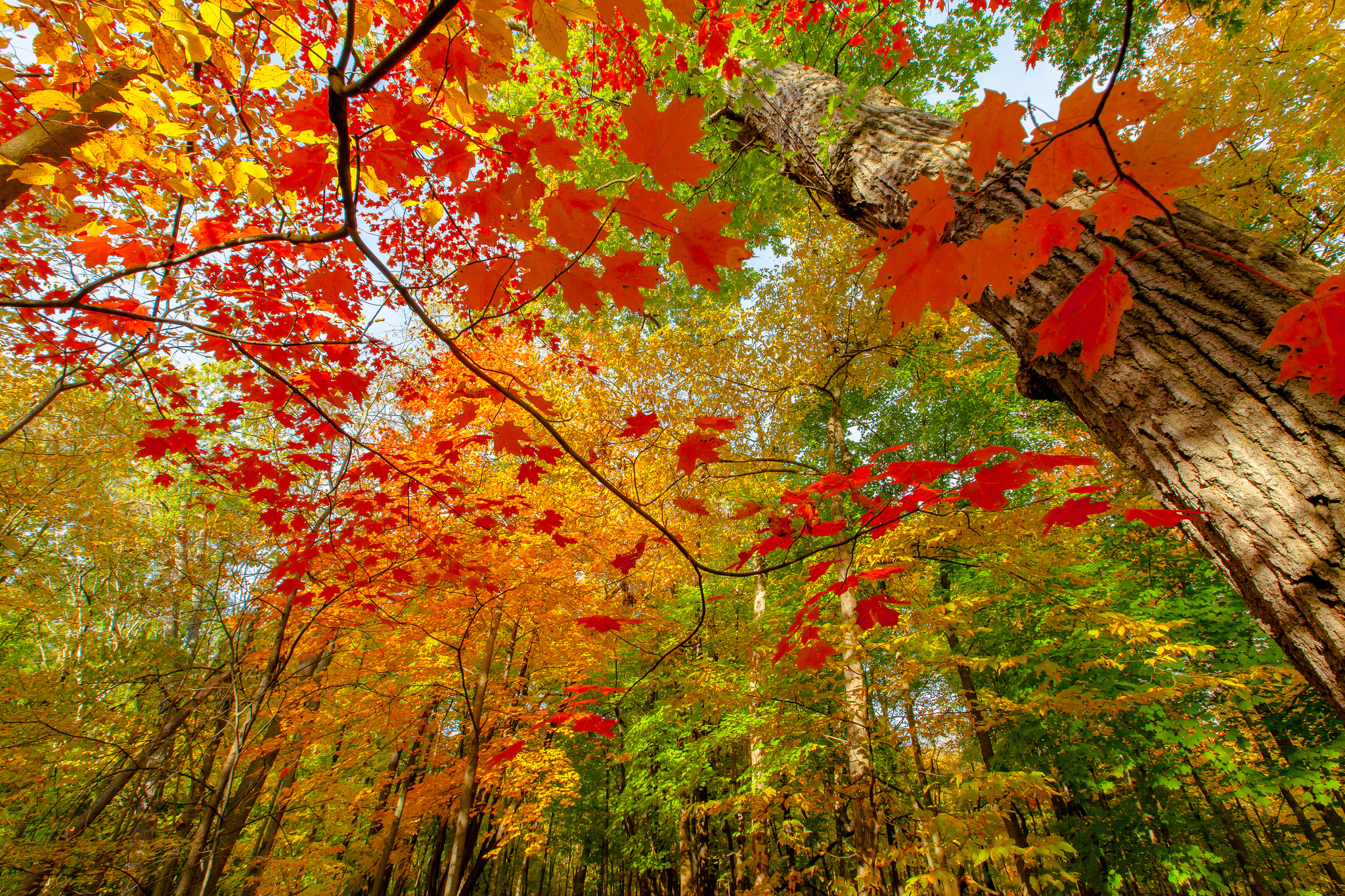 Картинки осени на рабочий. Красивая осень. Осенние краски природы. Краски осеннего леса. Осенняя заставка на рабочий стол.