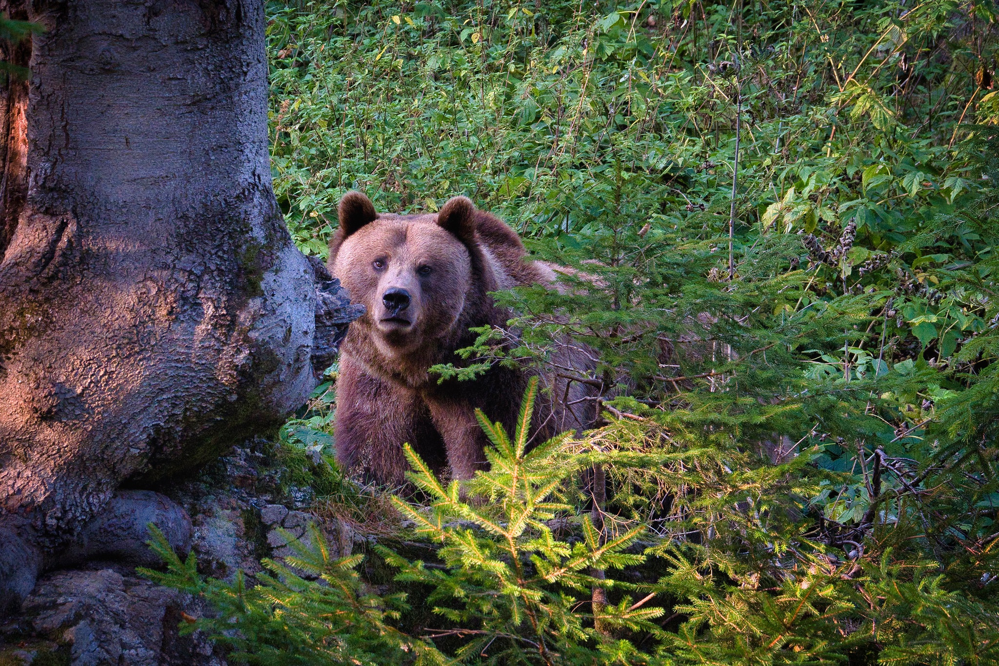 Tree bear