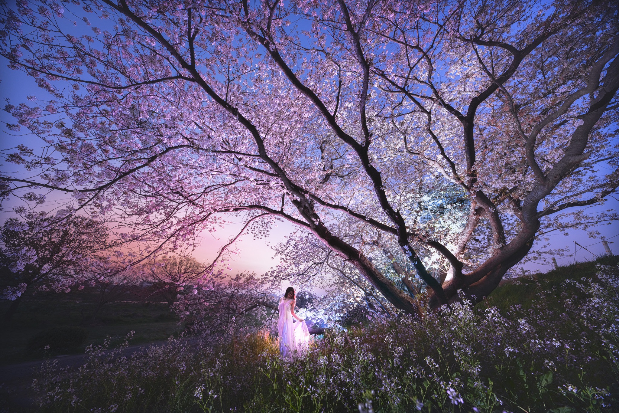Ночь весны картинки красивые. Сакура черри блоссом под луной. Черри блоссом Найт. Цветущие деревья. Весенний вечер в саду.