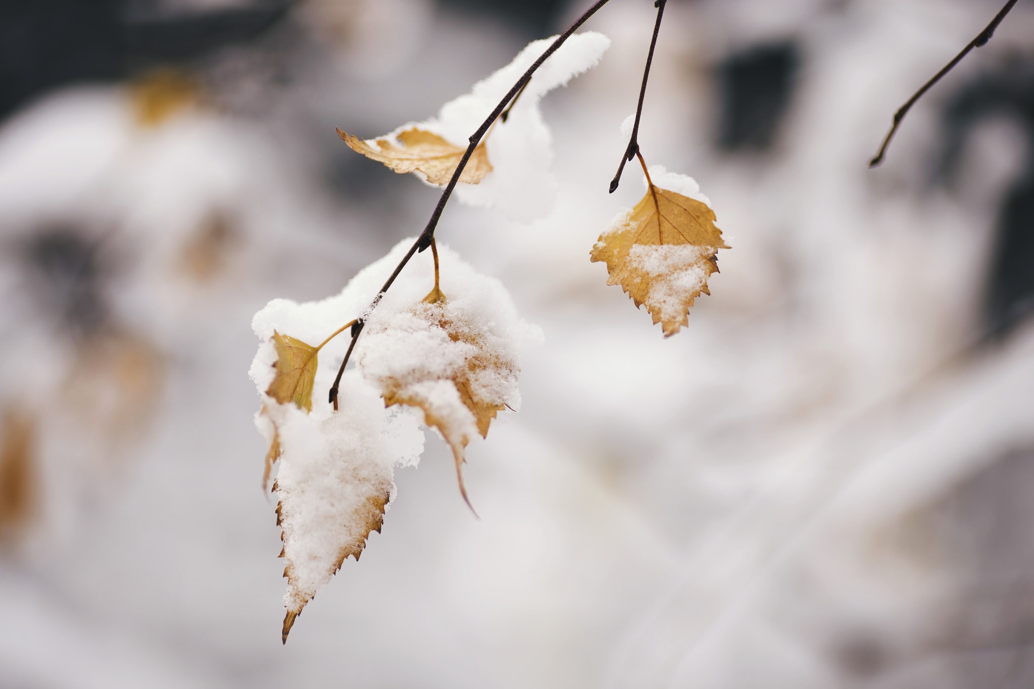 Сугробы листьев. Осенние листья в снегу. Ветки в снегу. Листья зимой. Листья под снегом.