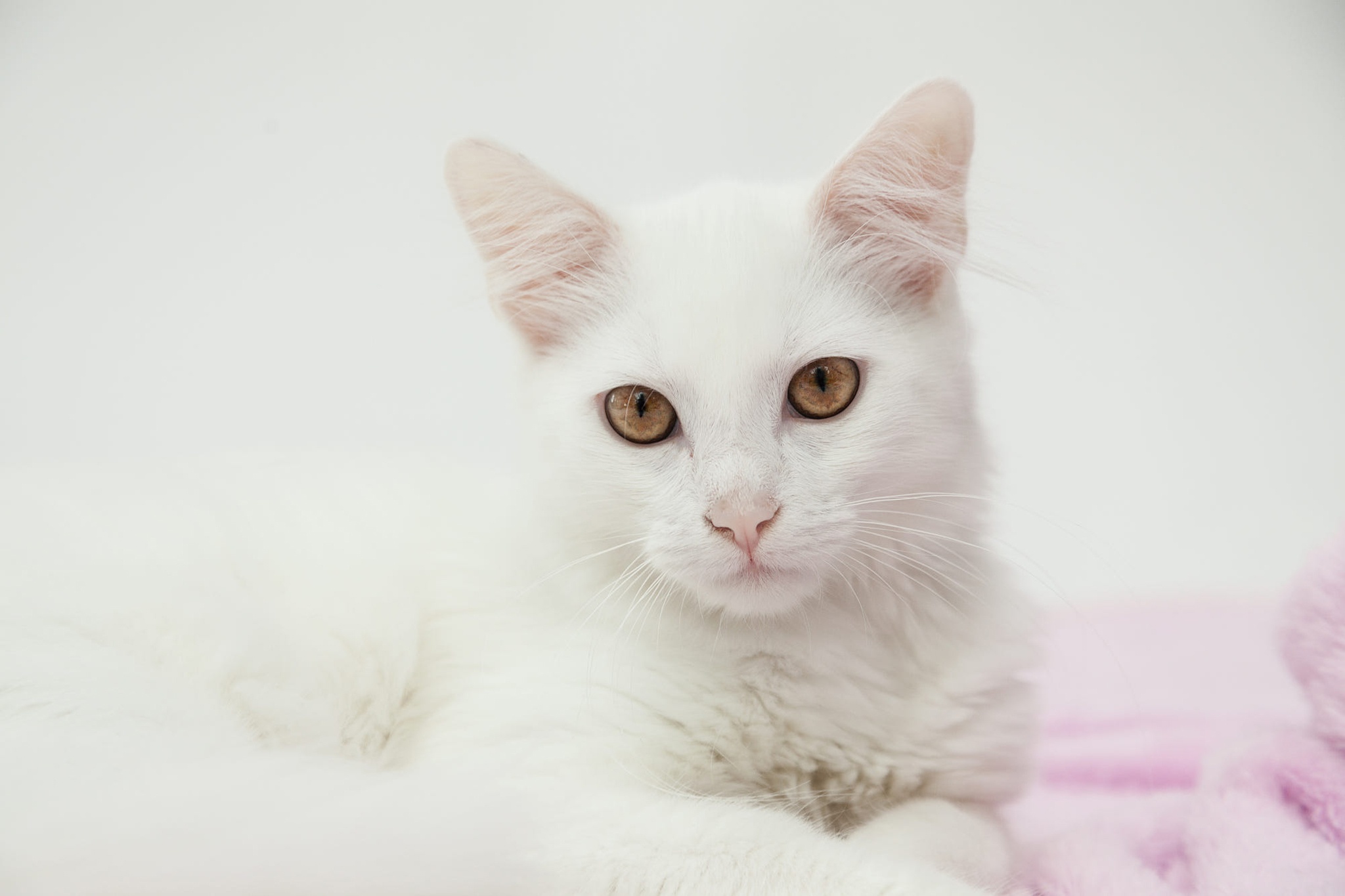 Белая киса. Кошка белая. Белый котик. Красивый белый котенок. Морда белой кошки.