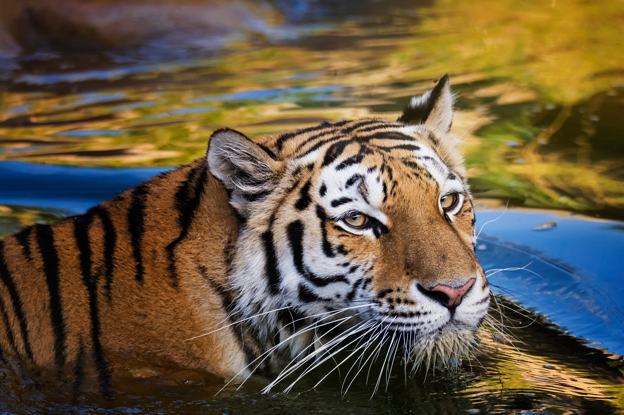 Тигр образует реку. Тигр. Водяной тигр. Голубой водяной тигр. Синий тигр.