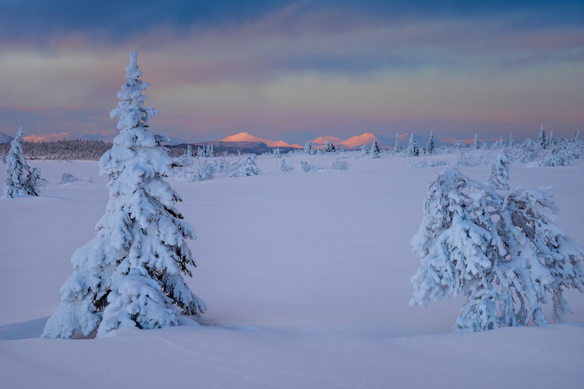 Январские сугробы. Лапландия Швеция. Швеция зима Лапландия. Зима январь. Снег сугробы.