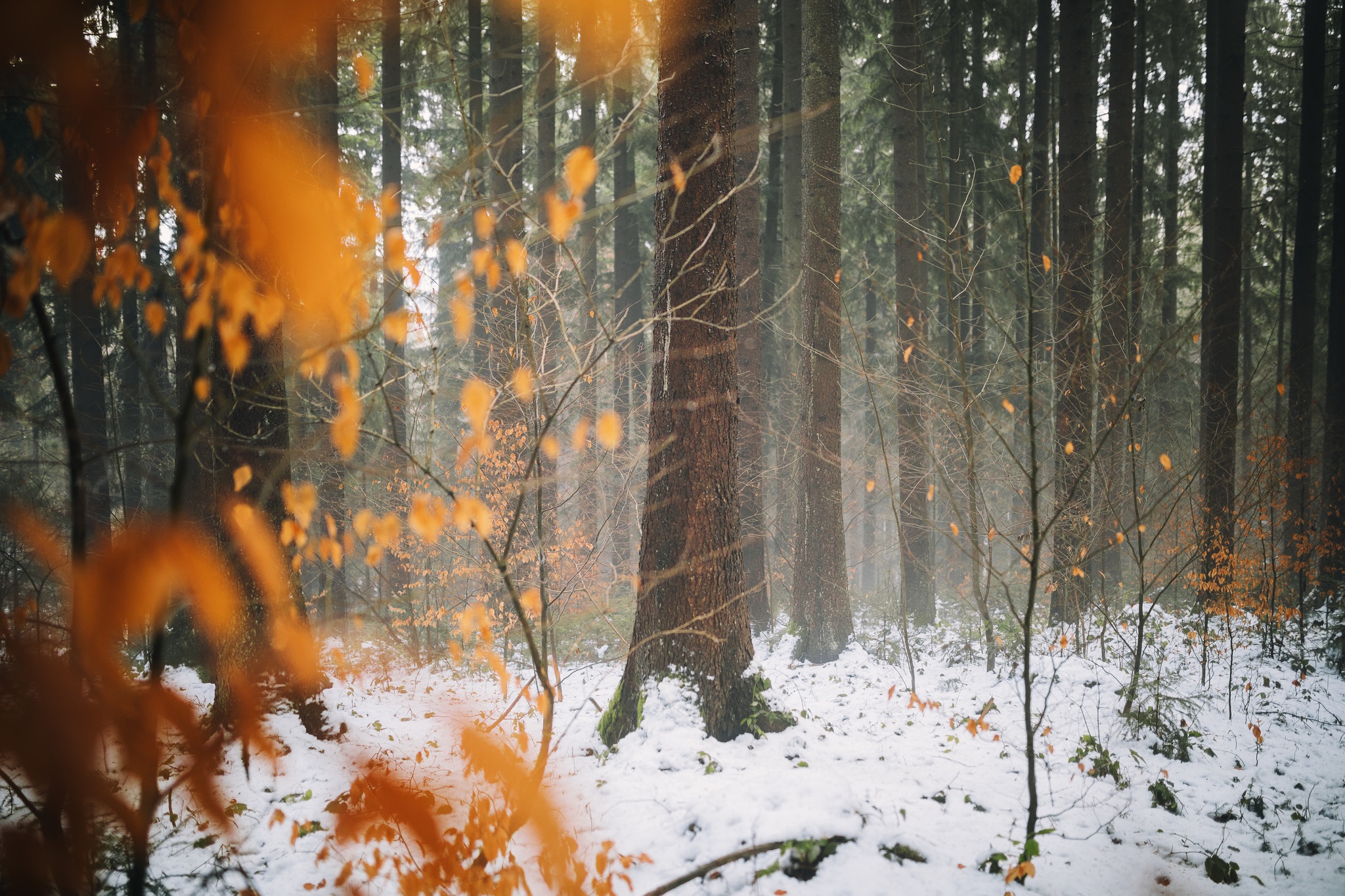 Предложения поздней осенью в лесу. Поздняя осень в лесу. Лес поздней осенью. Осень снег. Лес в ноябре.