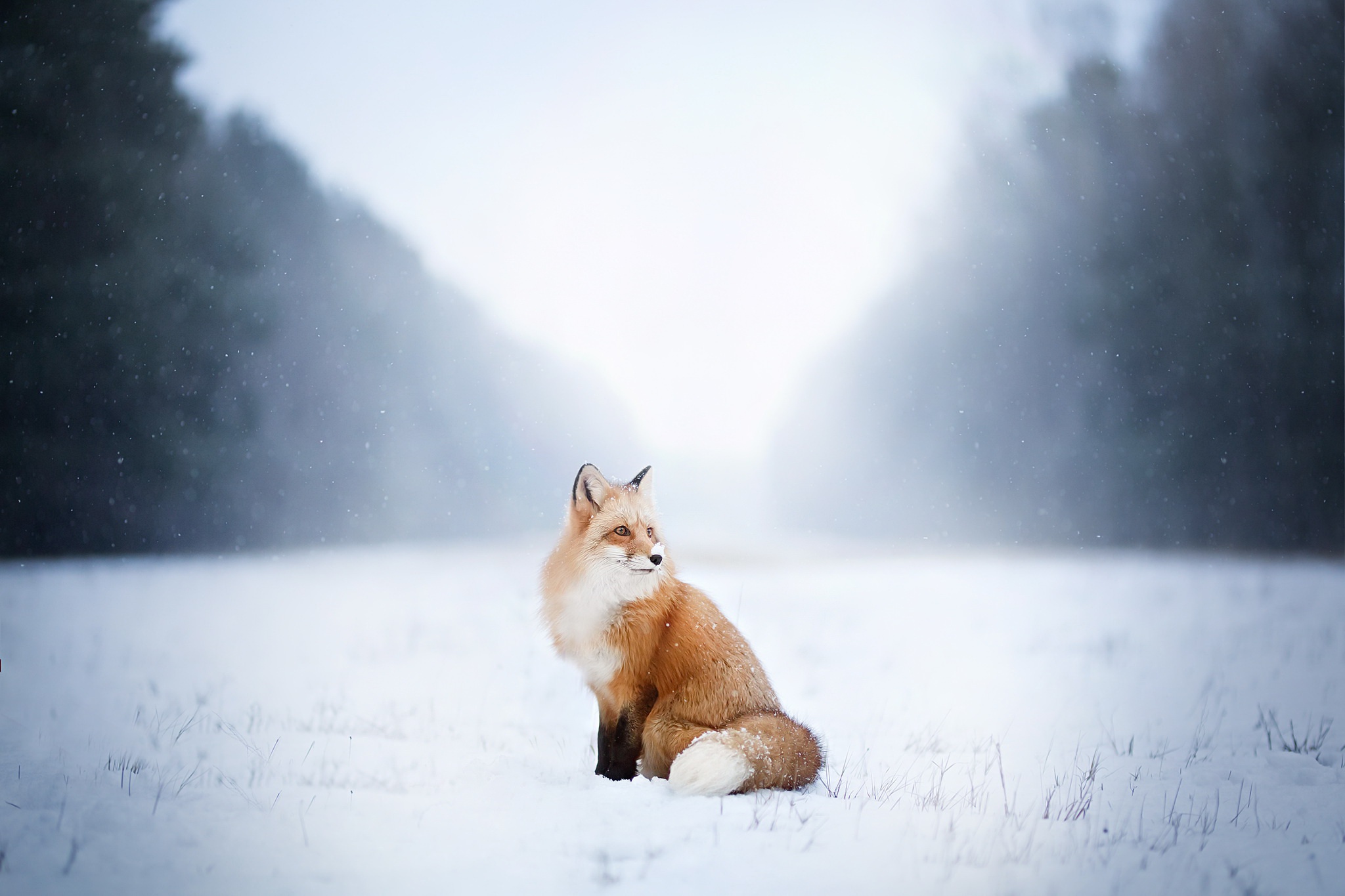 Snow fox. Лисенок в снегу. Лиса в тумане. Лиса на фоне снега. Лиса вдали.