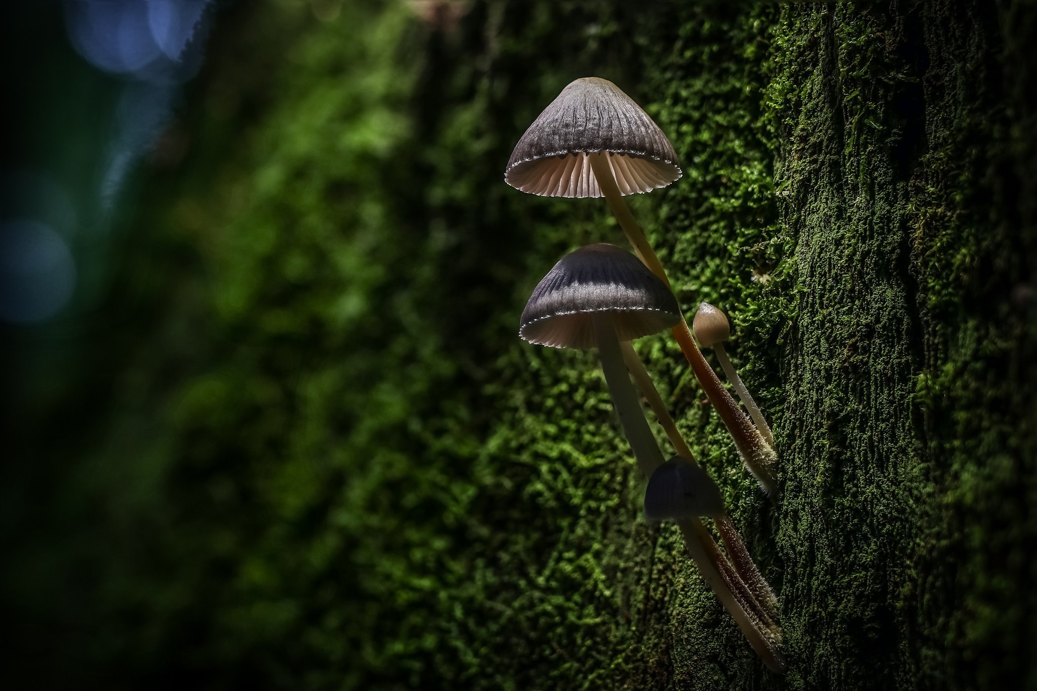 Мир природы грибы. Макросъемка природа. Грибы макро. Грибы в лесу.