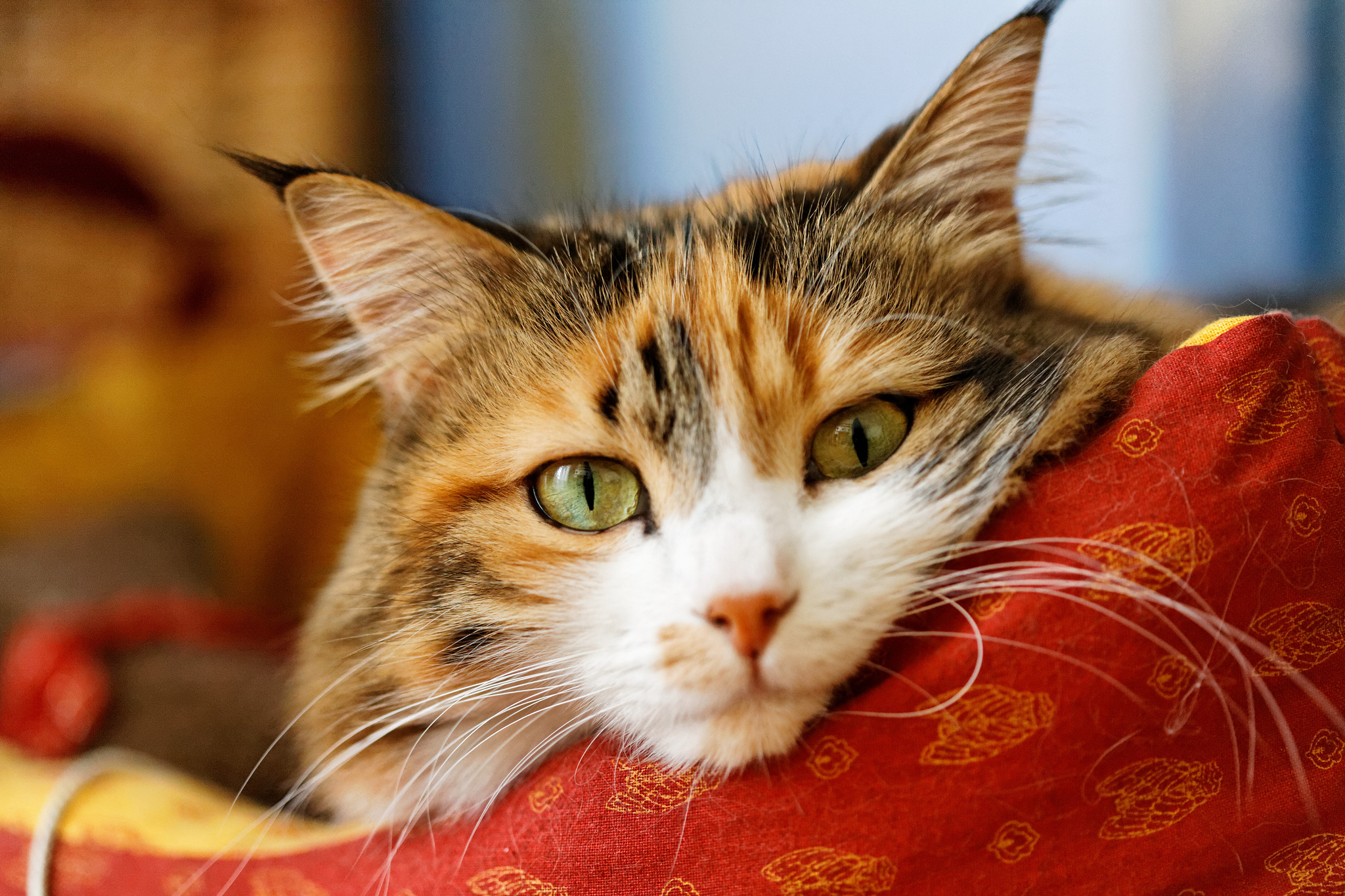 Картинка cat net. Коты. Красивые котики. Красивые кошки. Трёхцветная кошка.