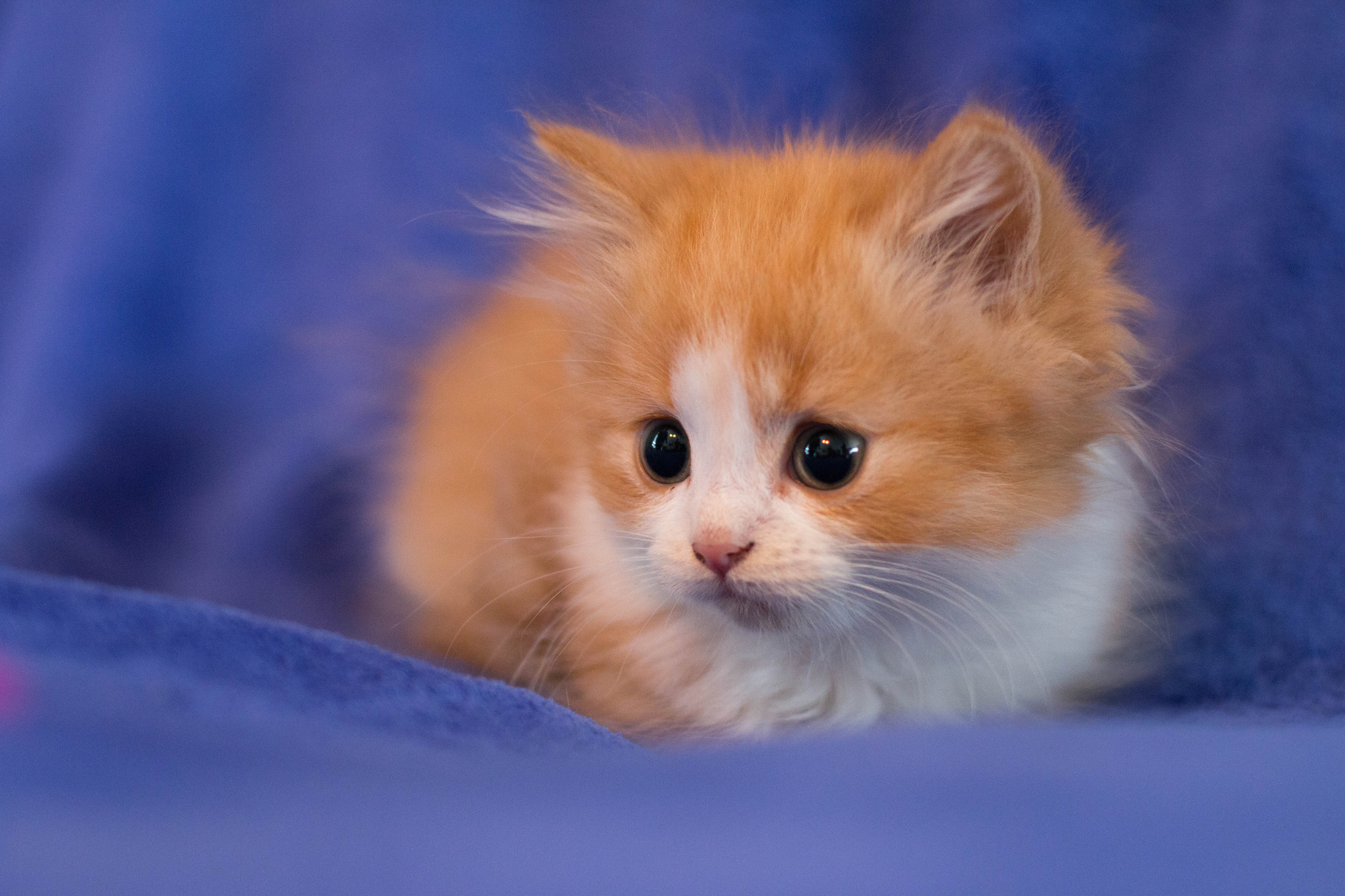 Классные милашки. Красивые котята. Рыжий пушистый котенок. Милые котятки. Маленькие котята пушистые.