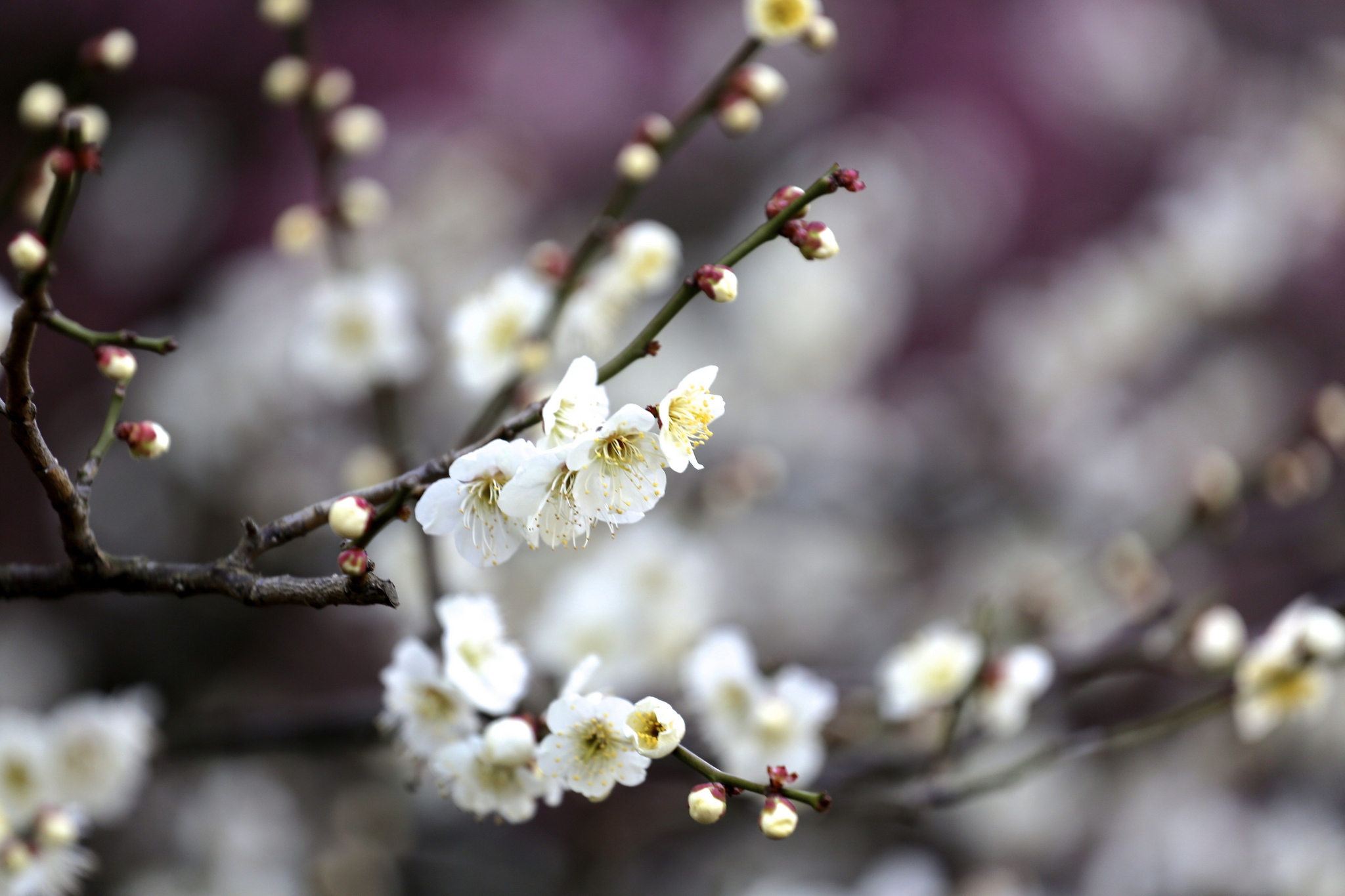 Фото весны на рабочий. Цветущие деревья весной. Весеннее дерево.
