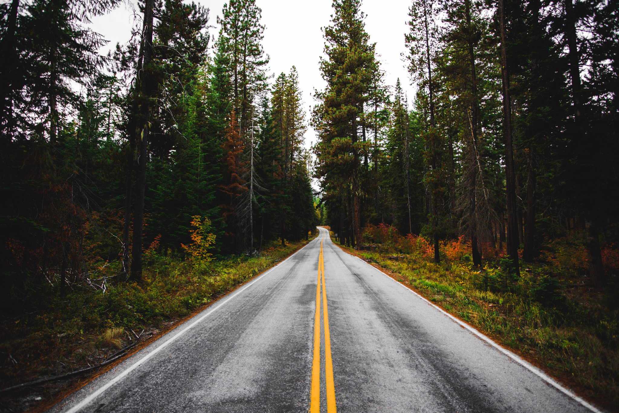 Дорога ведет в лес. Дорога в лесу. Дорога в даль. Трасса в лесу. Пустая дорога.