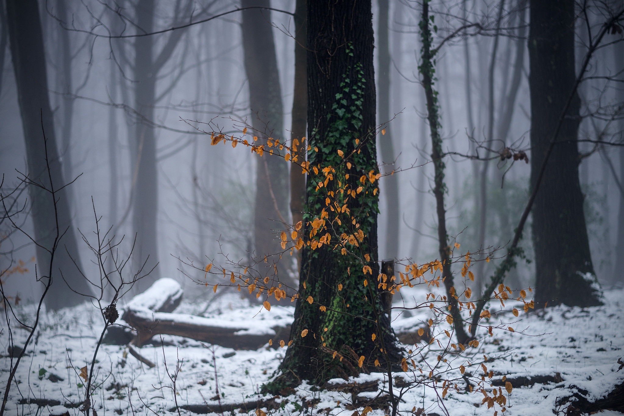 Полная тайна хмурой тишины. Лес припорошенный снегом. Мистический зимний лес. Первый снег в лесу. Первый снег лес арт.