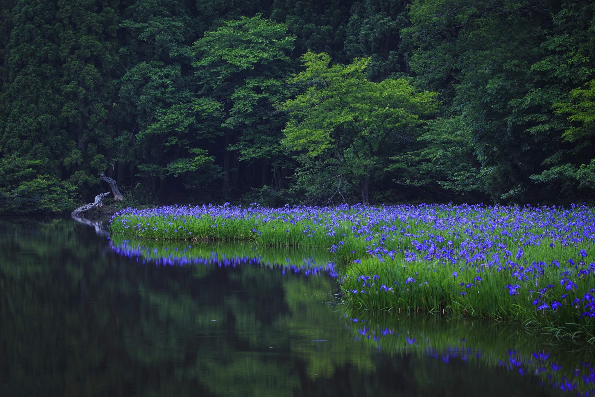 Озеро с синей водой. Лес зеленый озеро Кронштадтка. Летняя природа. Синяя природа. Поляна у озера.