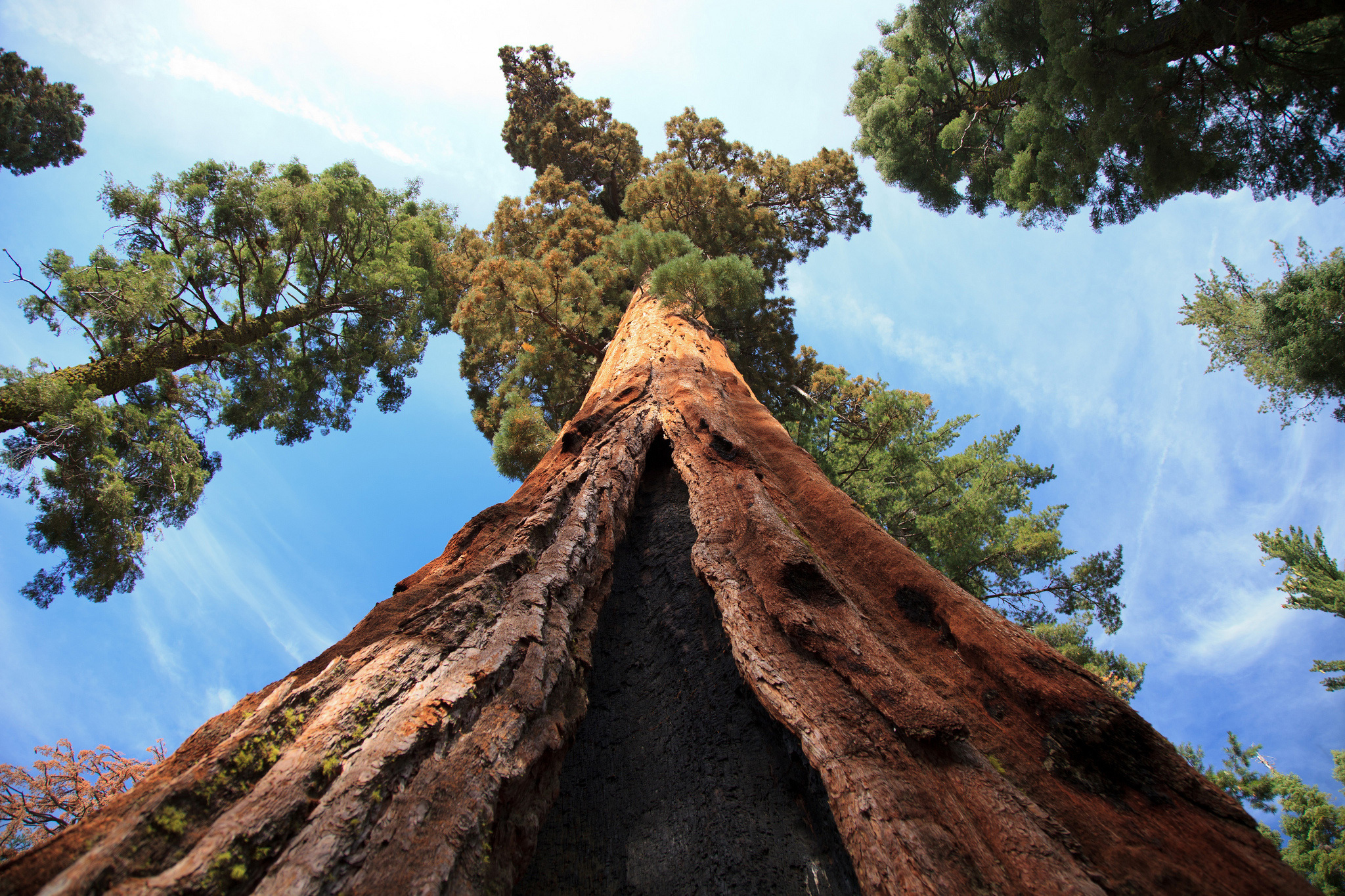 Самые большие дерево фото. Калифорнийская Секвойя Гиперион. Секвойя дерево Гиперион. Самое высокое дерево Секвойя Гиперион. Американская Секвойя Гиперион.