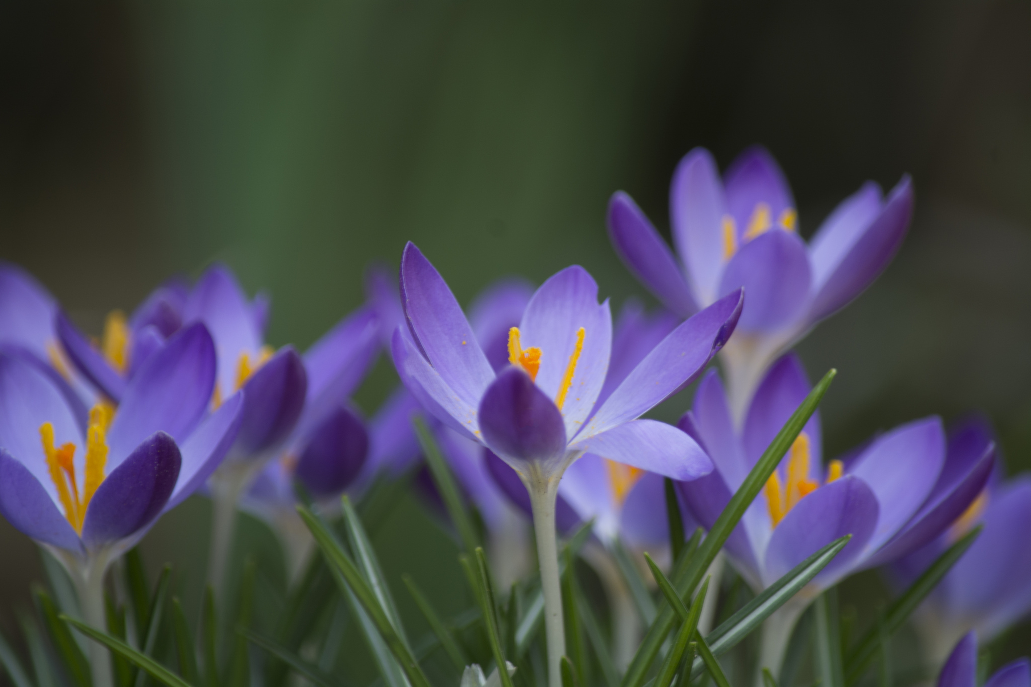 Подснежники сиреневые. Крокус цветок. Крокус весенний фиолетовый. Крокусы цветы фон. Весенние цветы крокусы.
