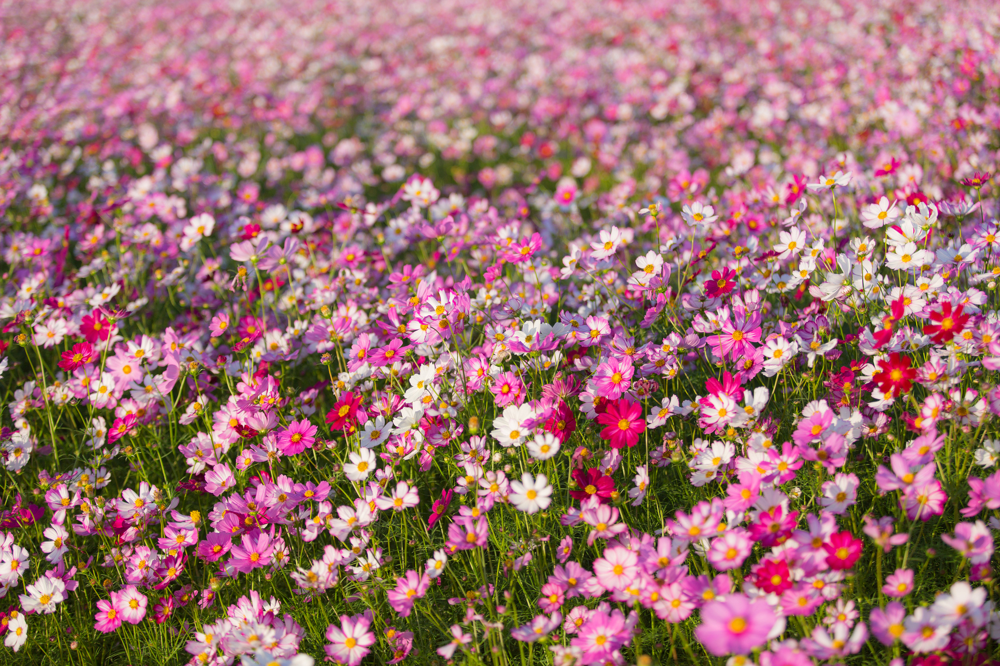 Много цветов в природе. Космея поле. Поле цветы космея. Луговые цветы космея. Поля космеи в Корее.