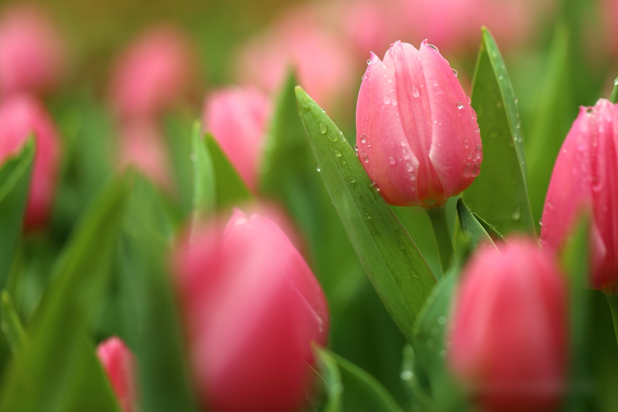 Весенние тюльпаны картинки красивые. Тюльпан Пинк Мэджик. Розовые тюльпаны. Весенние цветы тюльпаны.