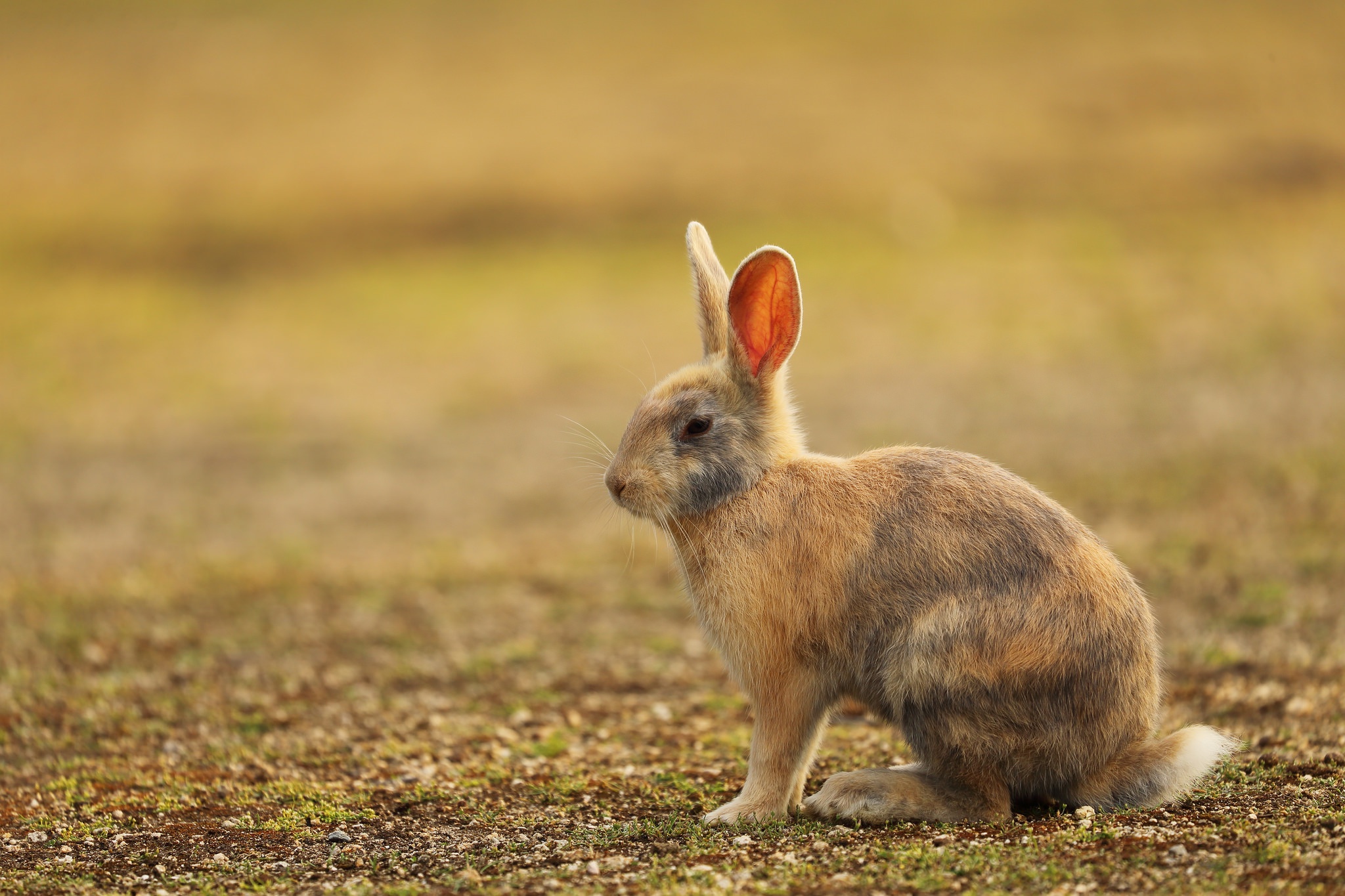 Мире животных зайцы. Заяц. Заяц животное. Американский заяц. Пустынный заяц.