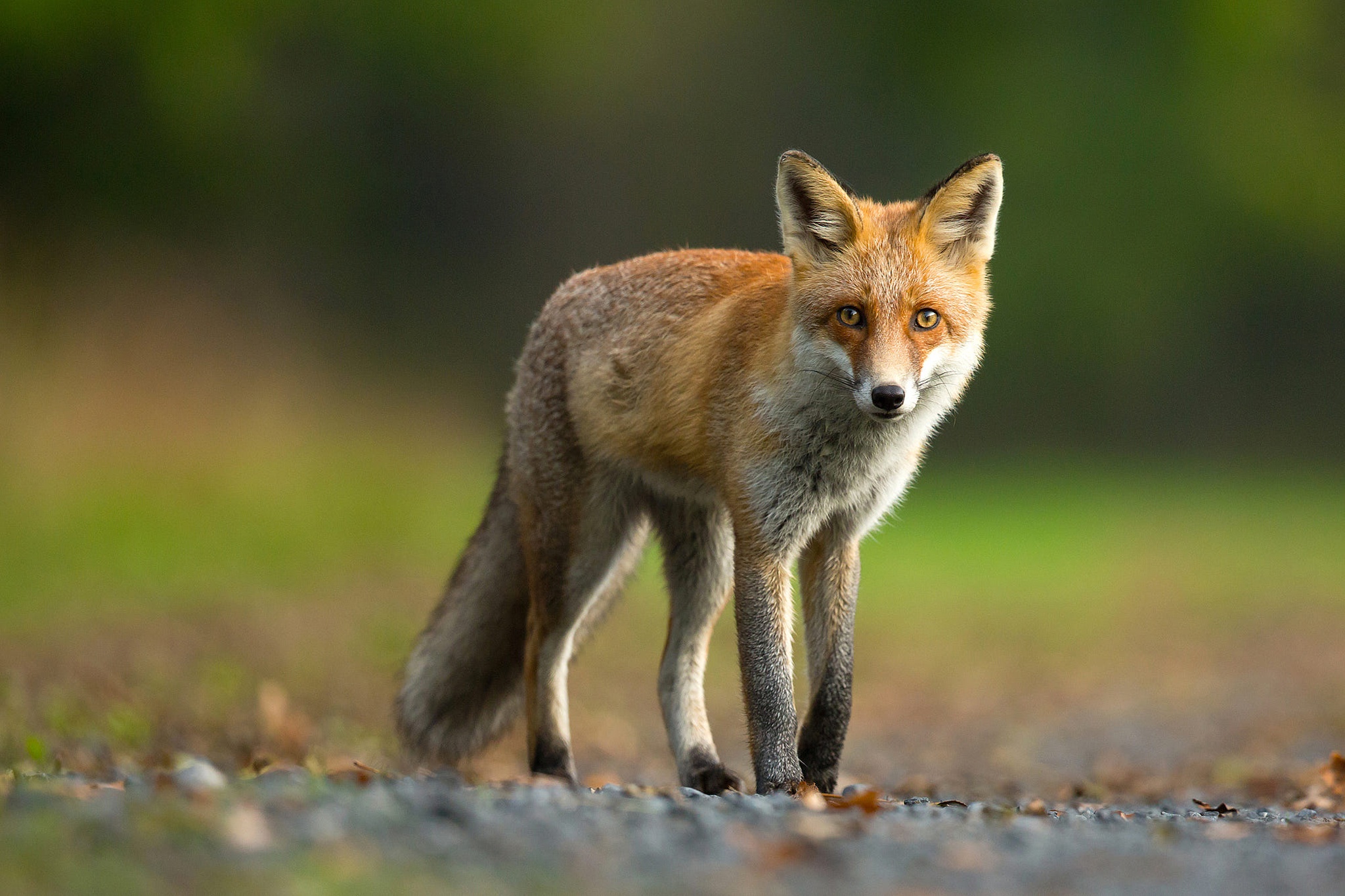 Redfox fox. Лиса. Обыкновенная лисица. Лапа лисы. Внешний вид лисы.
