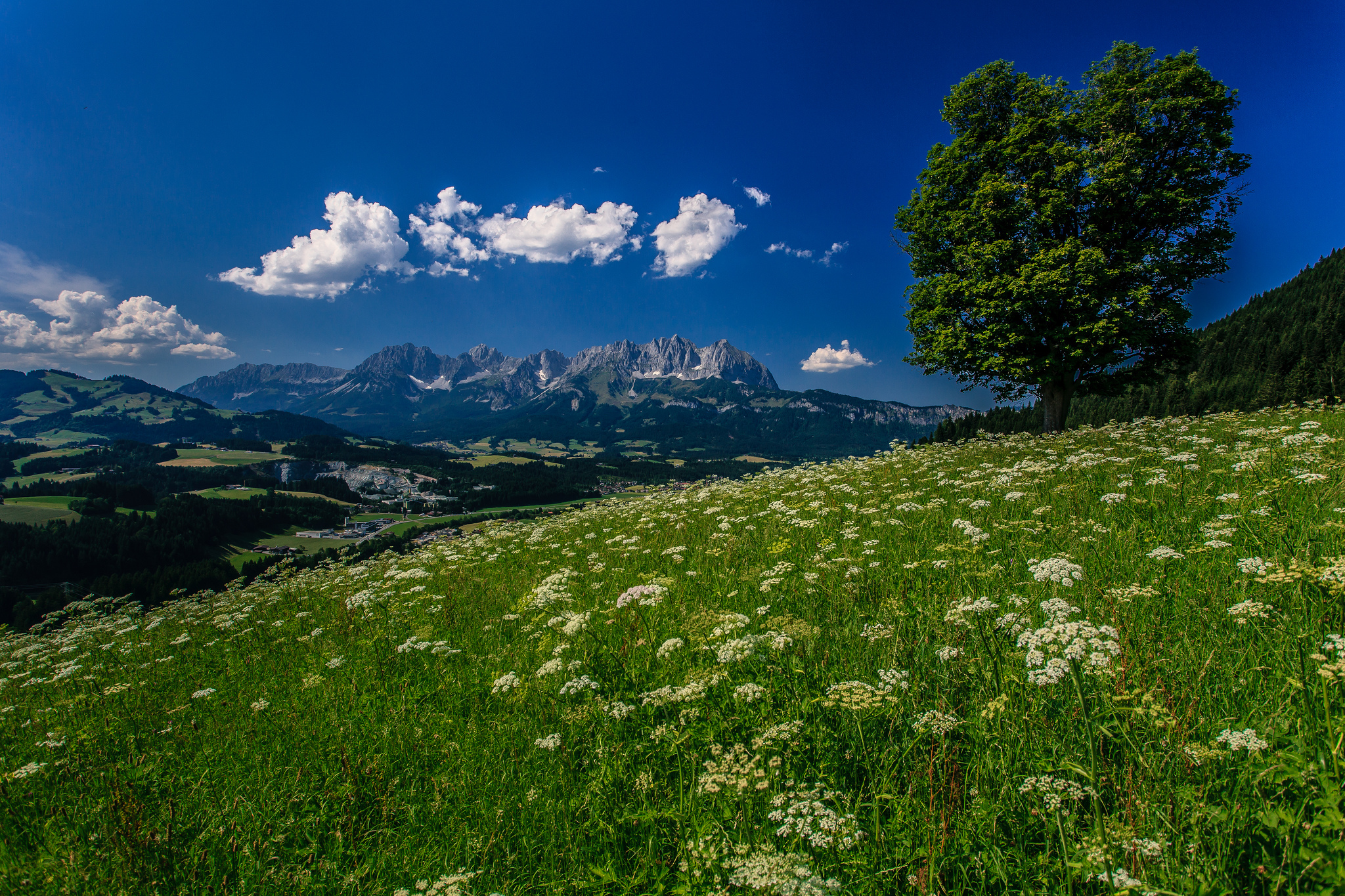 Природные условия луга. Альпийские Луга Швейцария. Альпийские Луга Австрии. Швеция Альпийские Луга. Альпийские Луга Швейцария Альпийские Луга Швейцария.