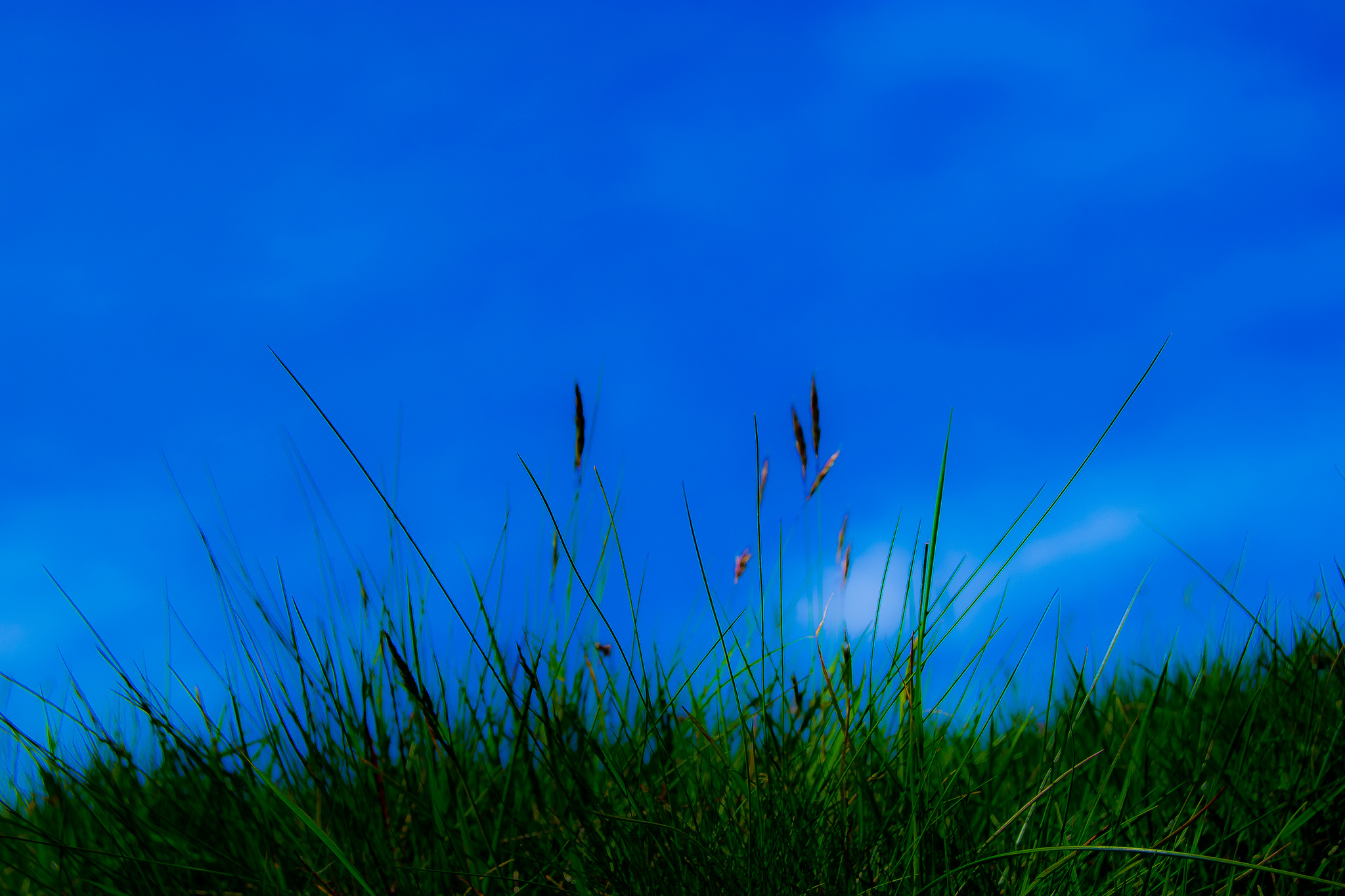 Песня голубое небо зеленая трава. Трава и небо. Трава фон. Фон трава и небо. Голубое небо и трава.