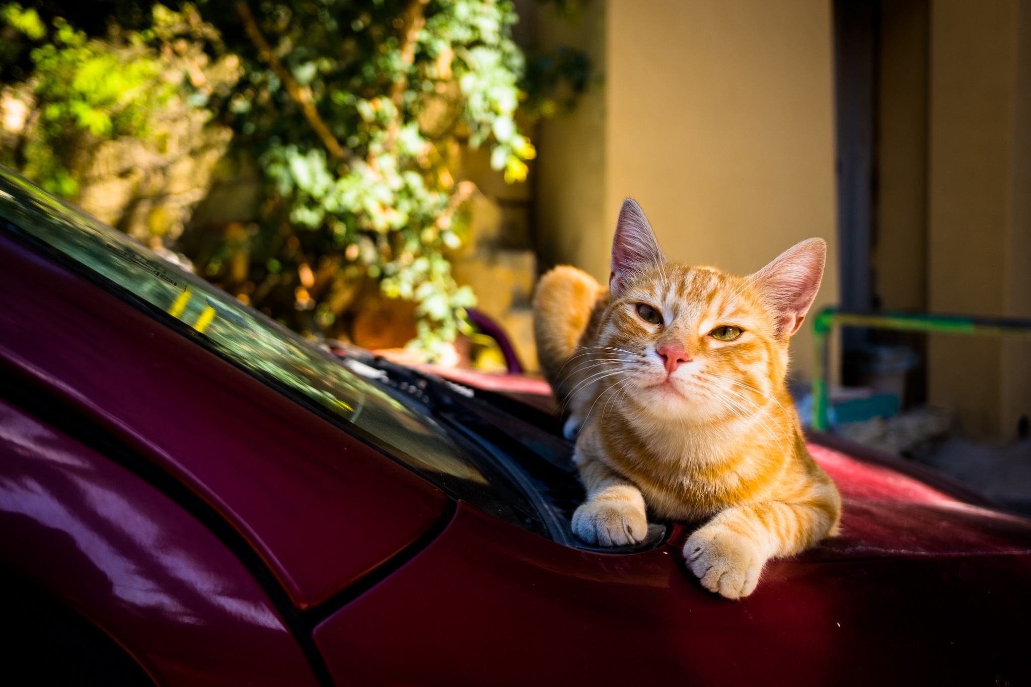 Кошка под капот. Кот в машине. Котик на автомобиле. Рыжая кошка в машине. Кот на капоте машины.