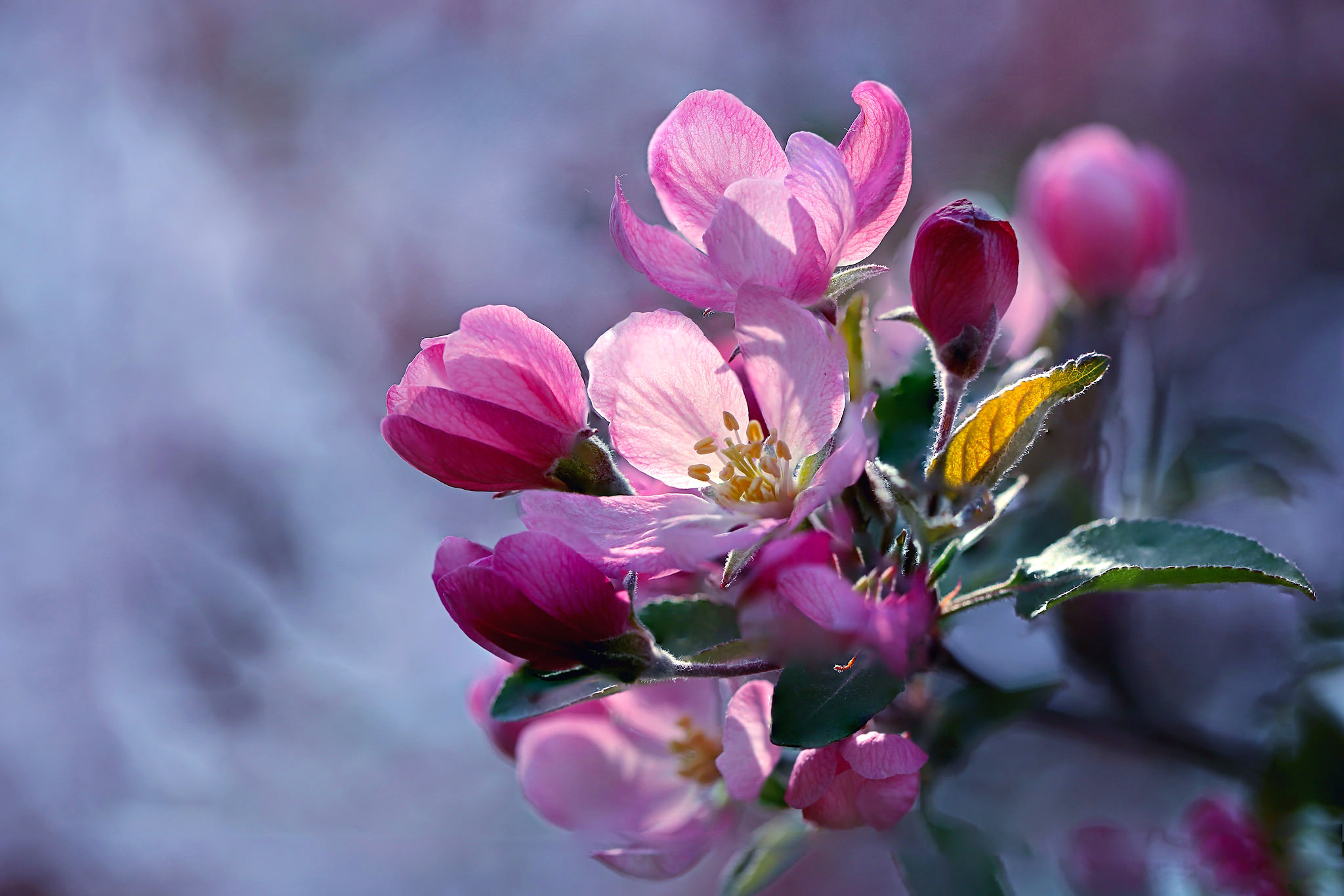 Яблоки цветы весны. Весенние цветы. Розовые цветы. Цветы яблони. Цветы Макросъемка.