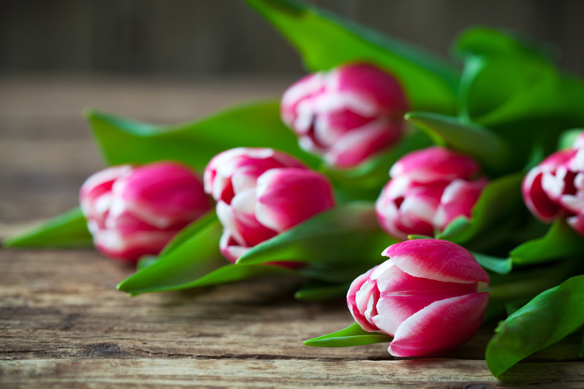 Красивые тюльпаны на заставку
