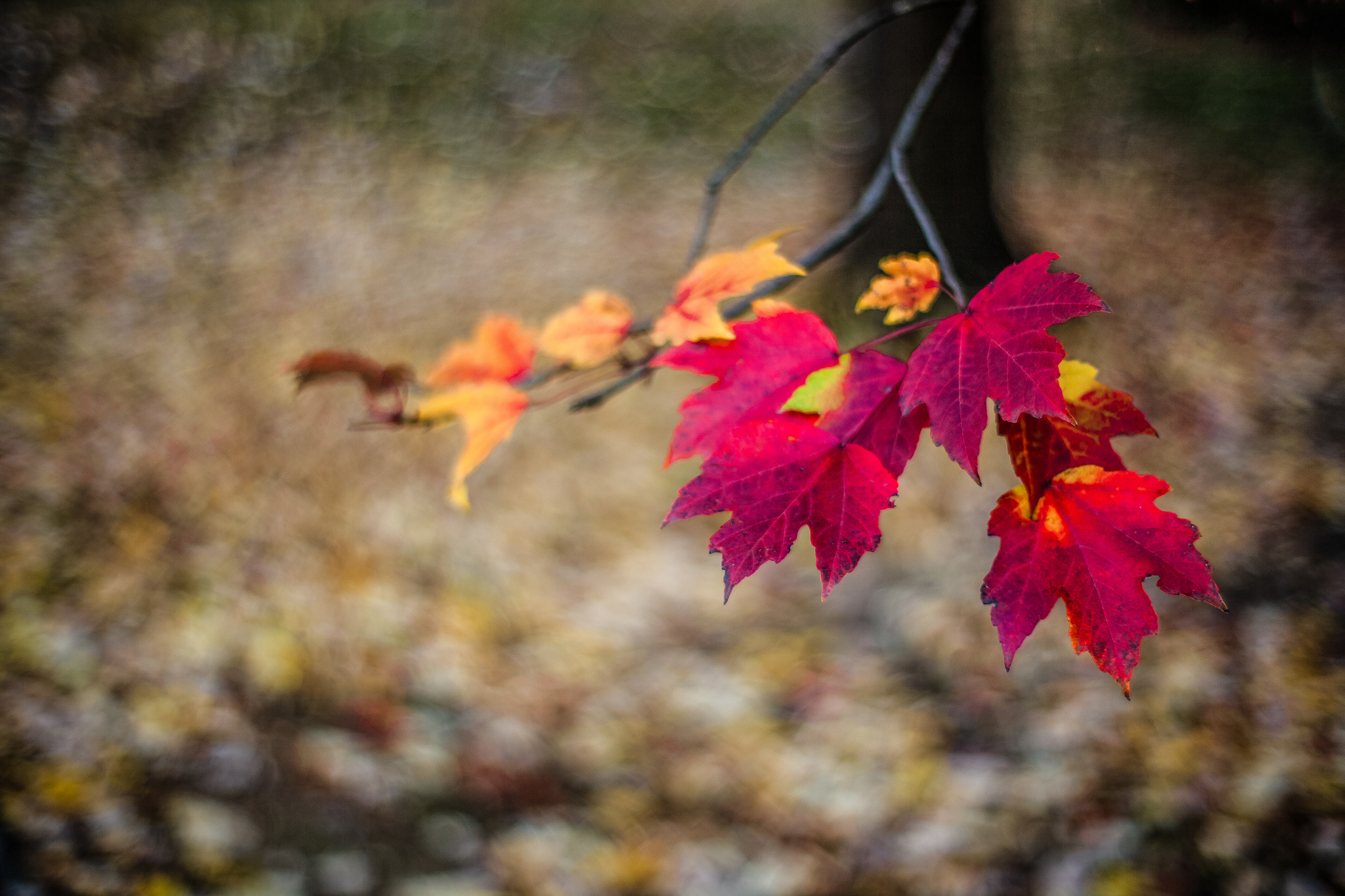 Песни грустит кленовая листва. Осенние листья. Осень клен. Листья осенью. Осень фото красивые листья.