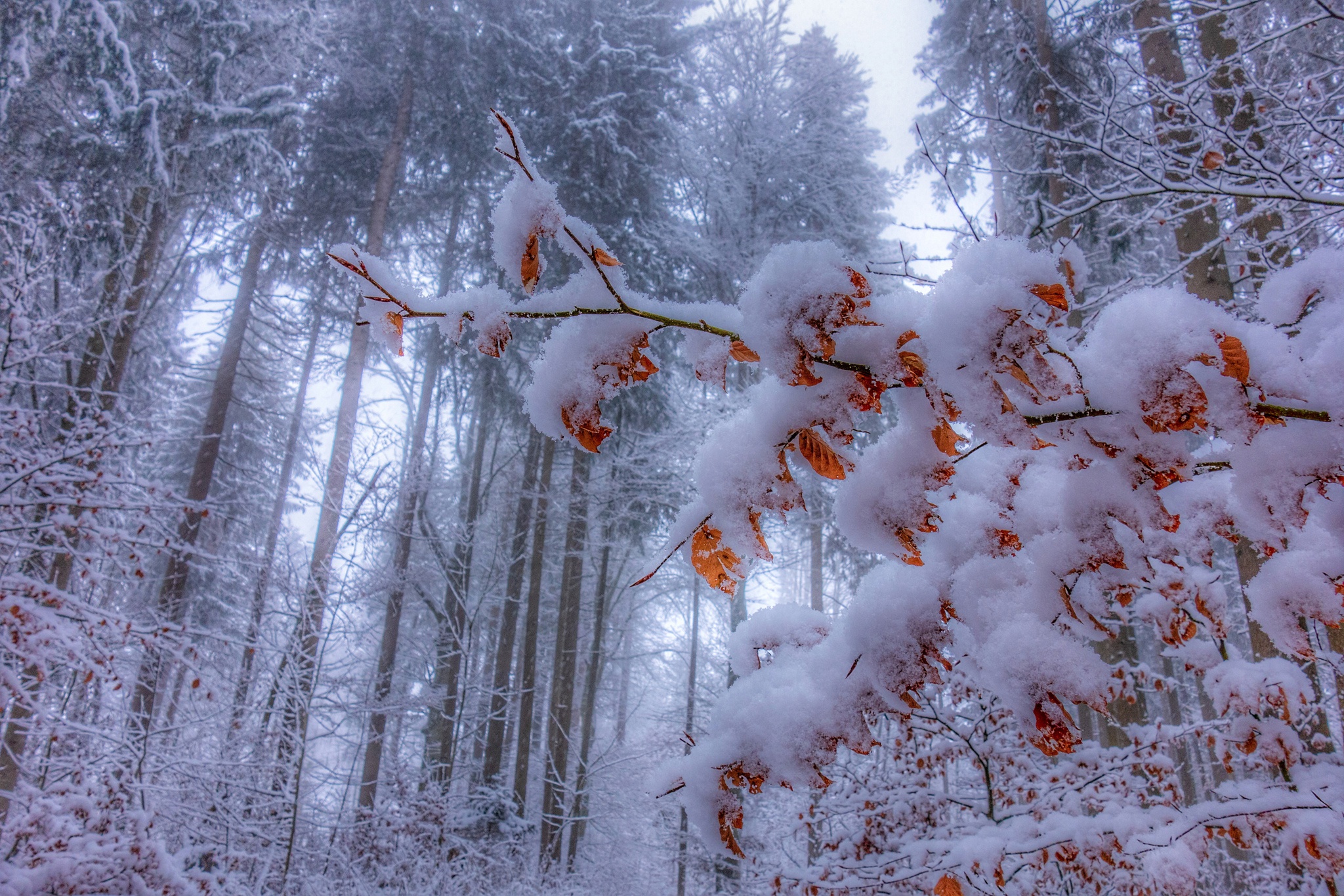 Снежок лесной. Зима в лесу. Ветки в снегу. Лес в снегу. Морозный лес.